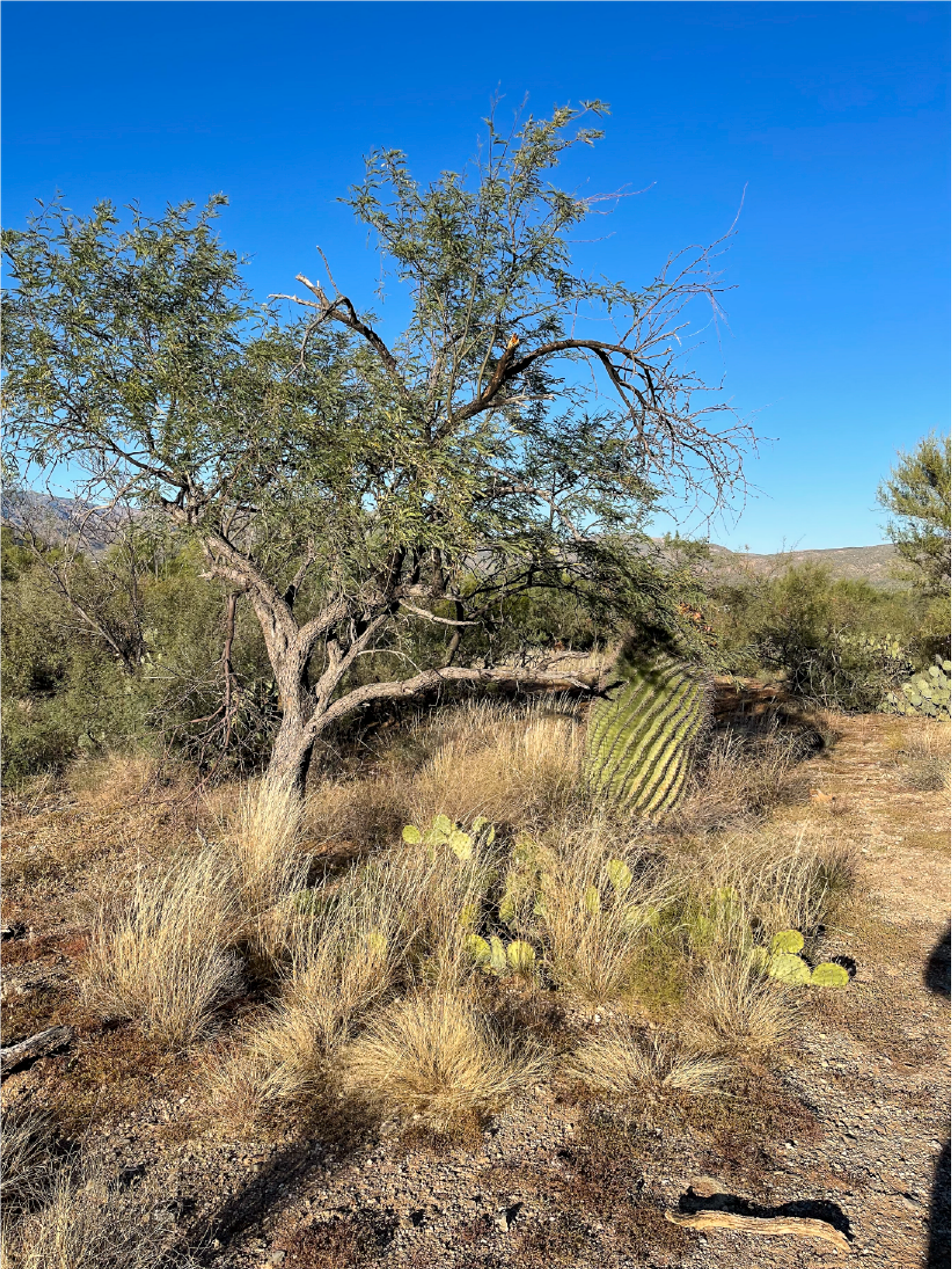 Barrel cactus in partial shade under a desert tree.