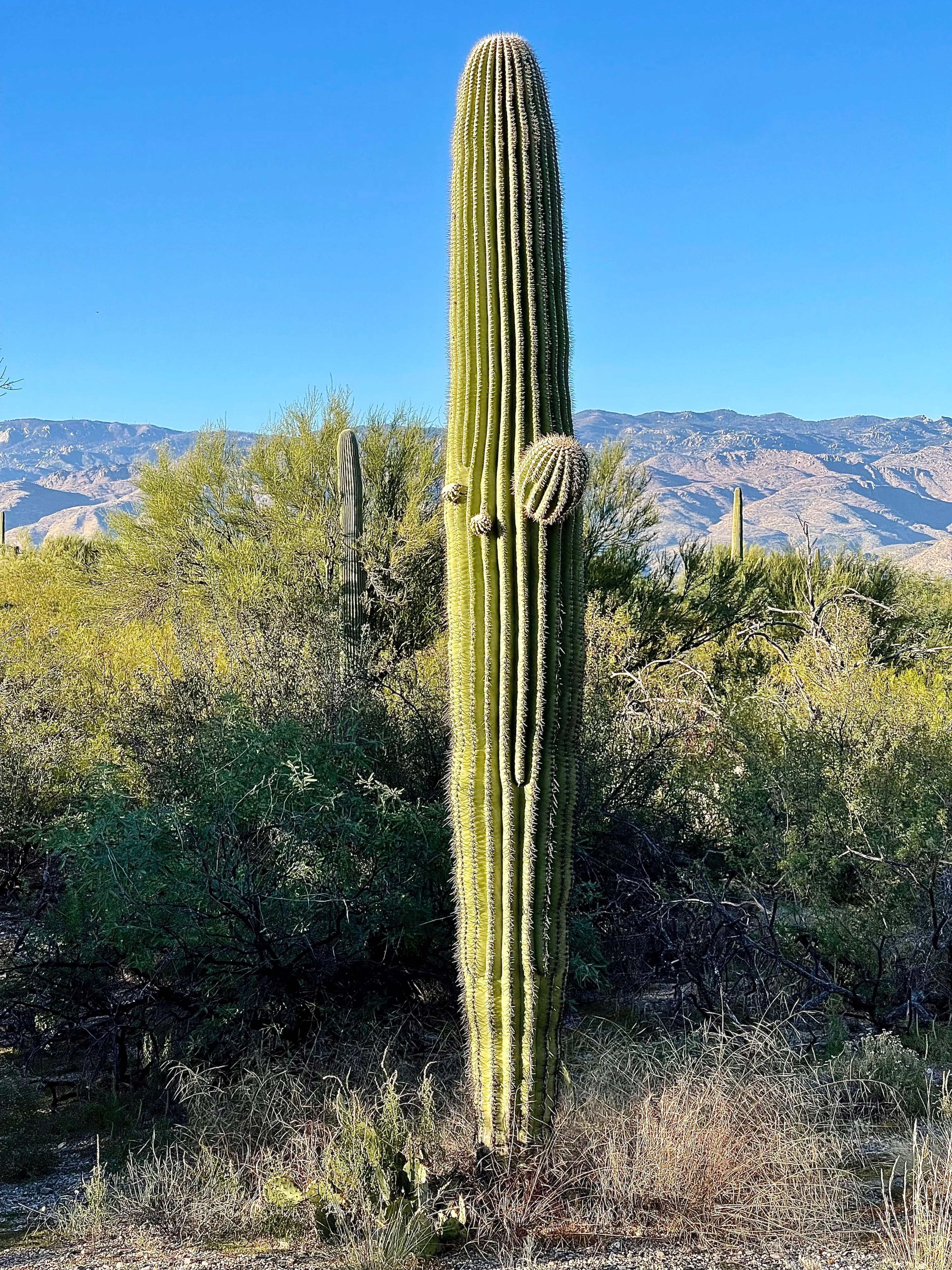 Saguaro