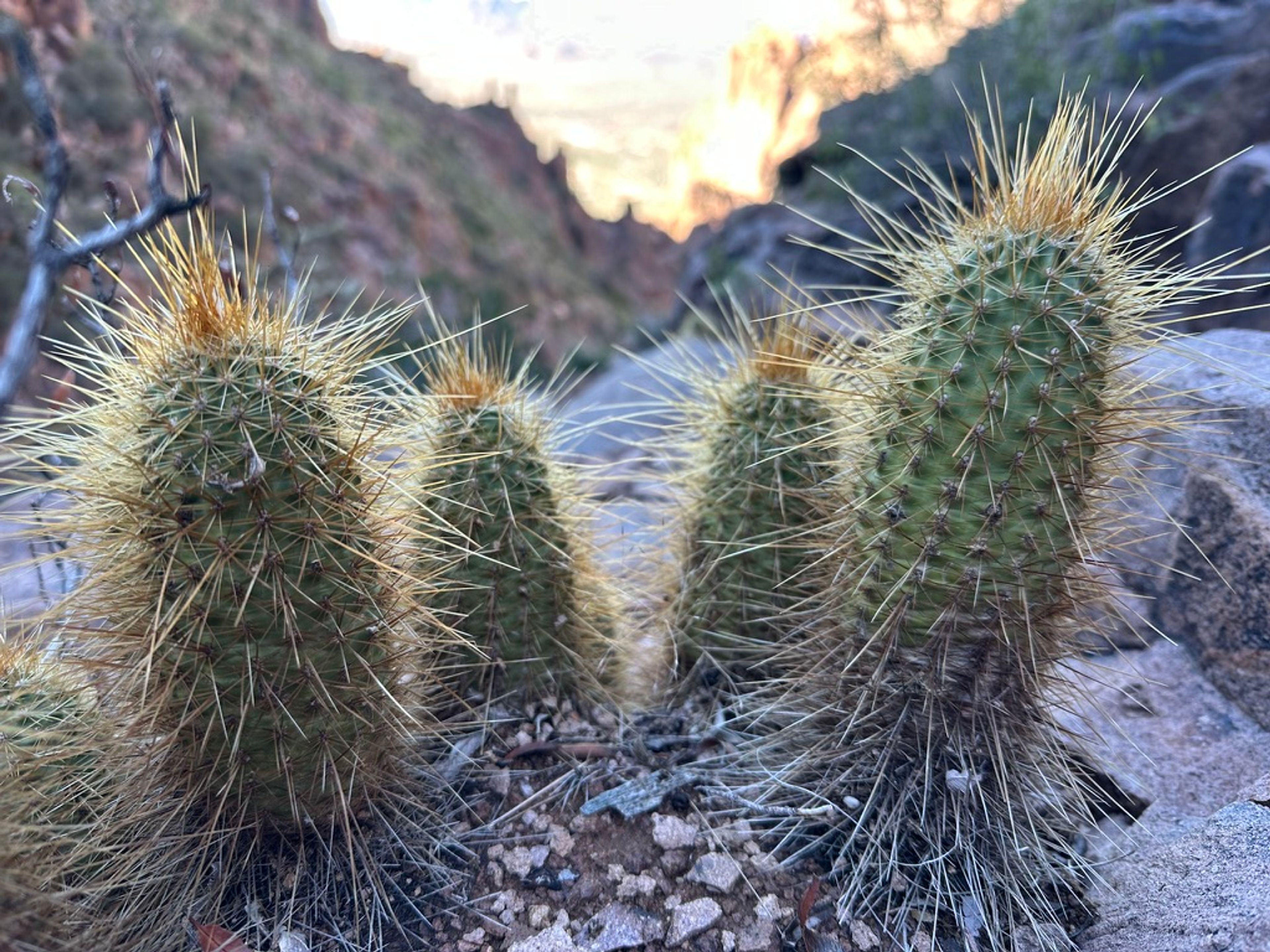 Hedgehog Cactus photo 13