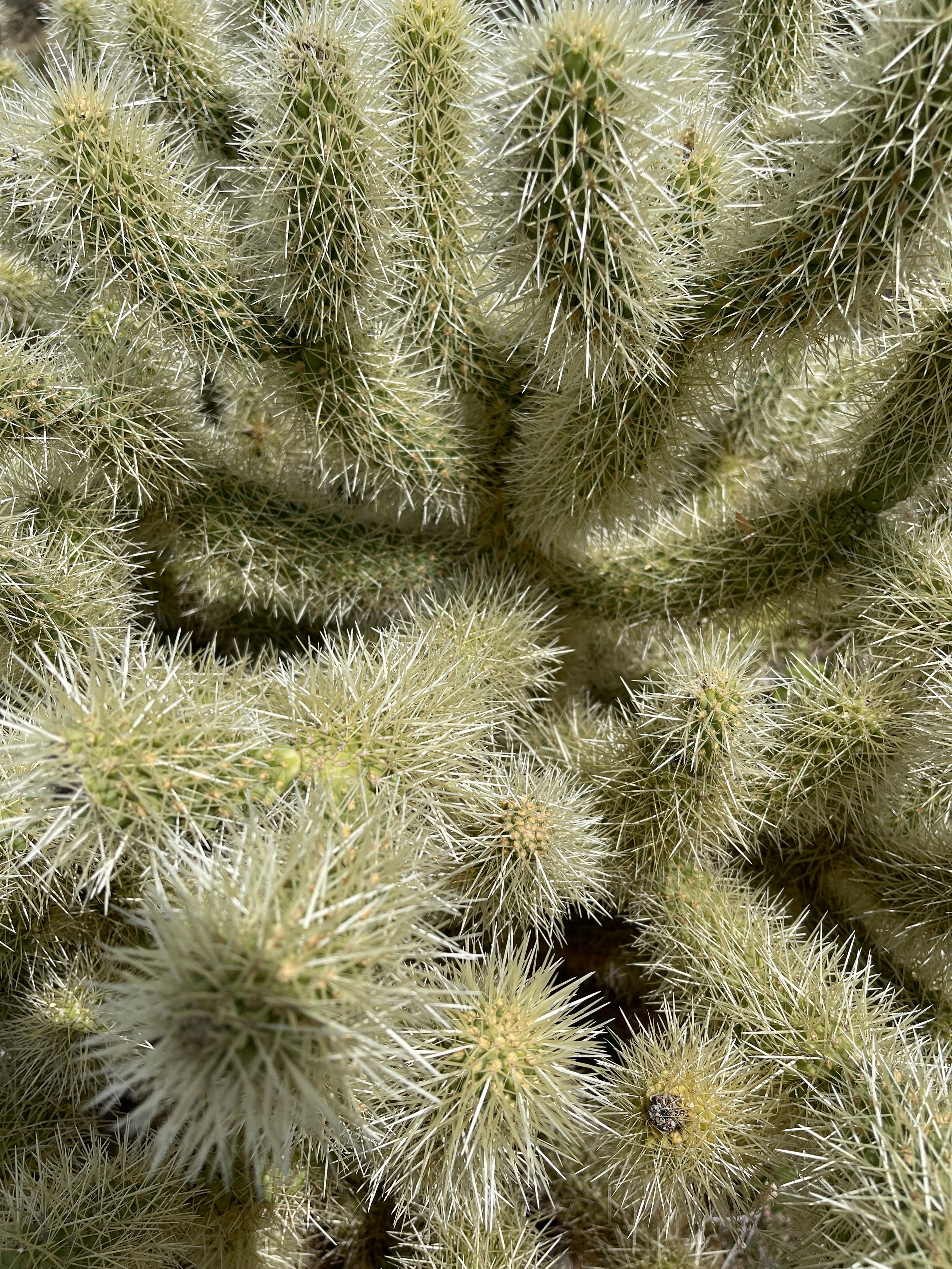 Cholla photo 9