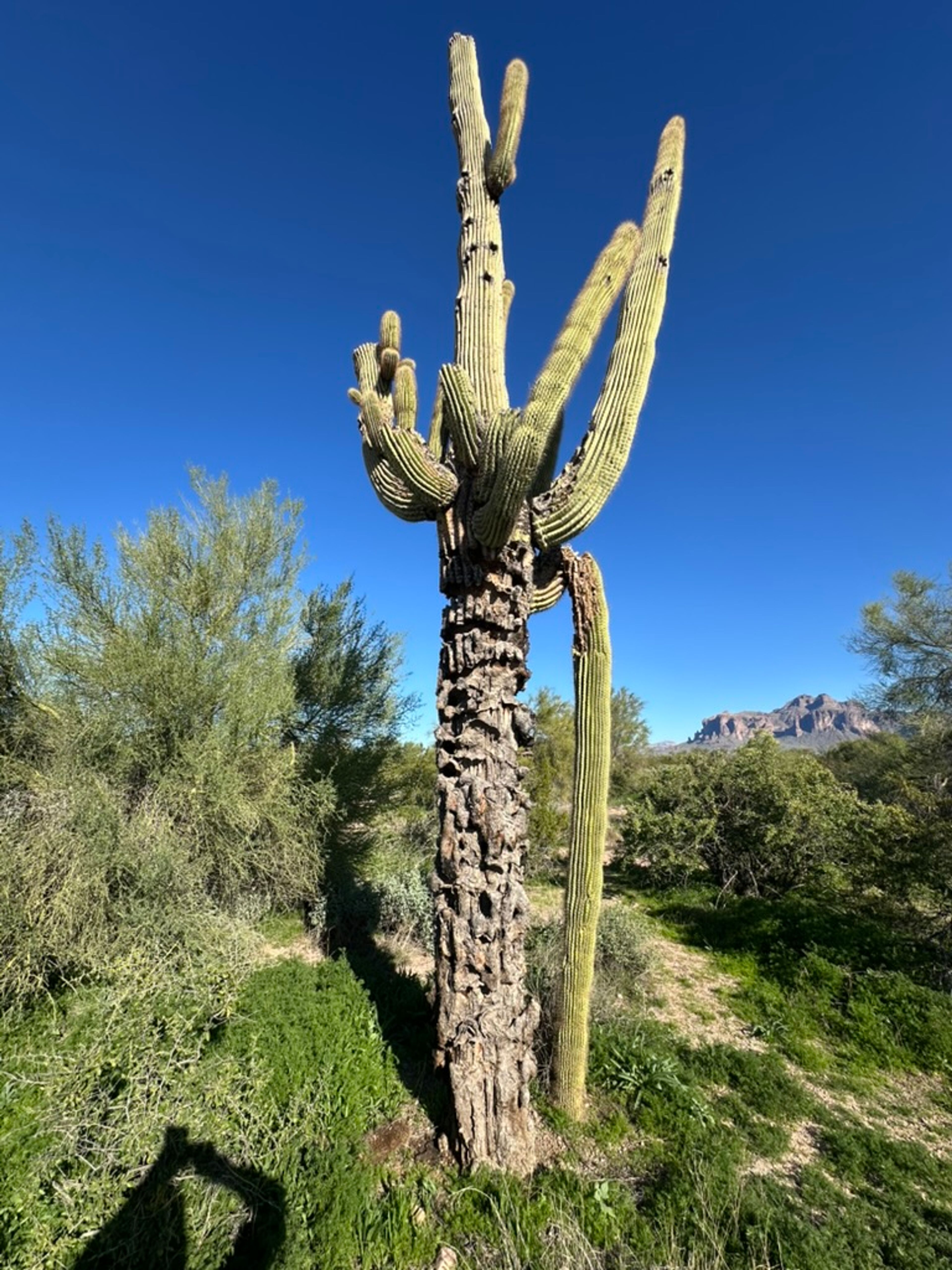 Saguaro photo 7