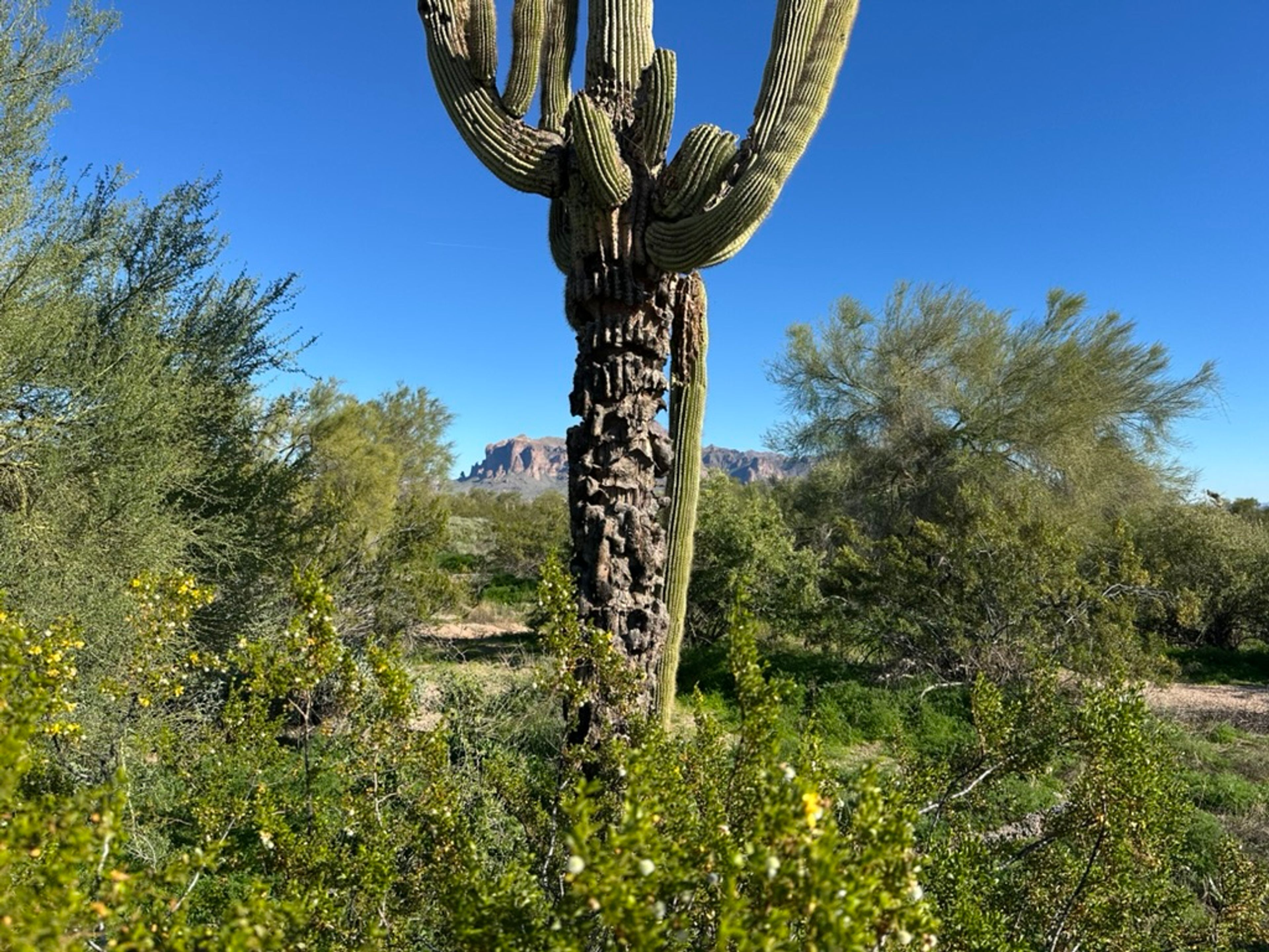 Saguaro photo 9