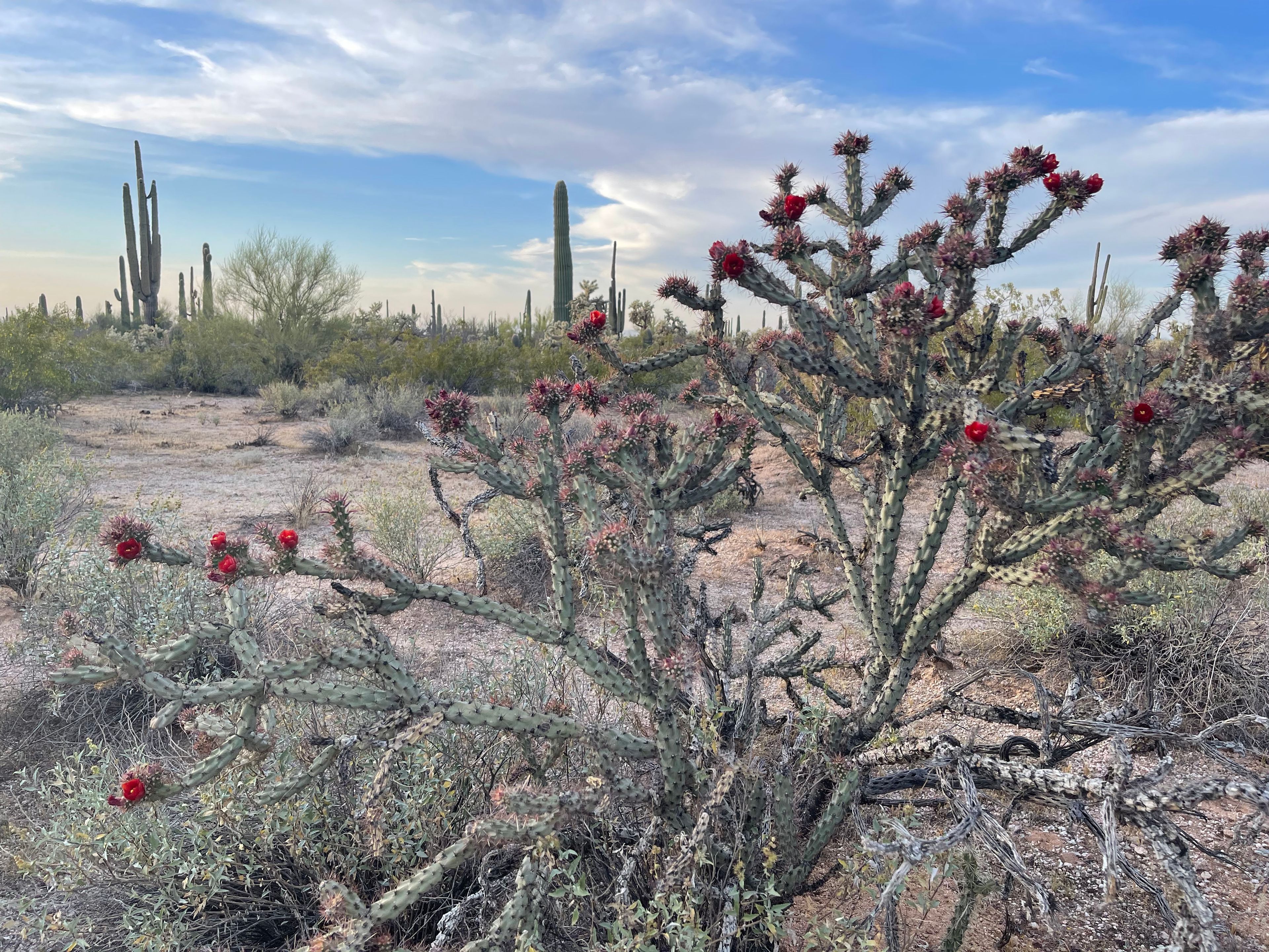 Cholla photo 14
