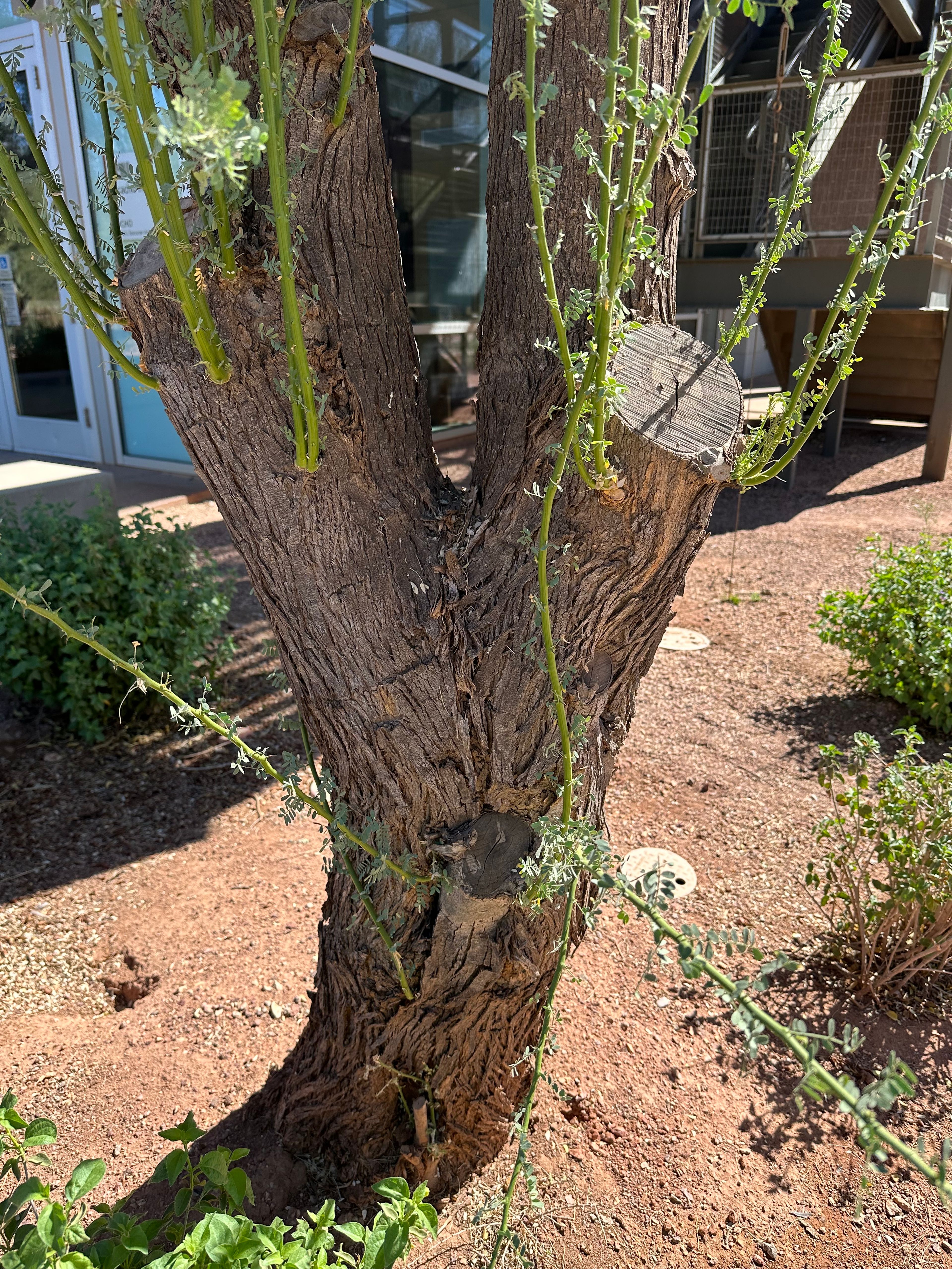 Desert Ironwood photo 4