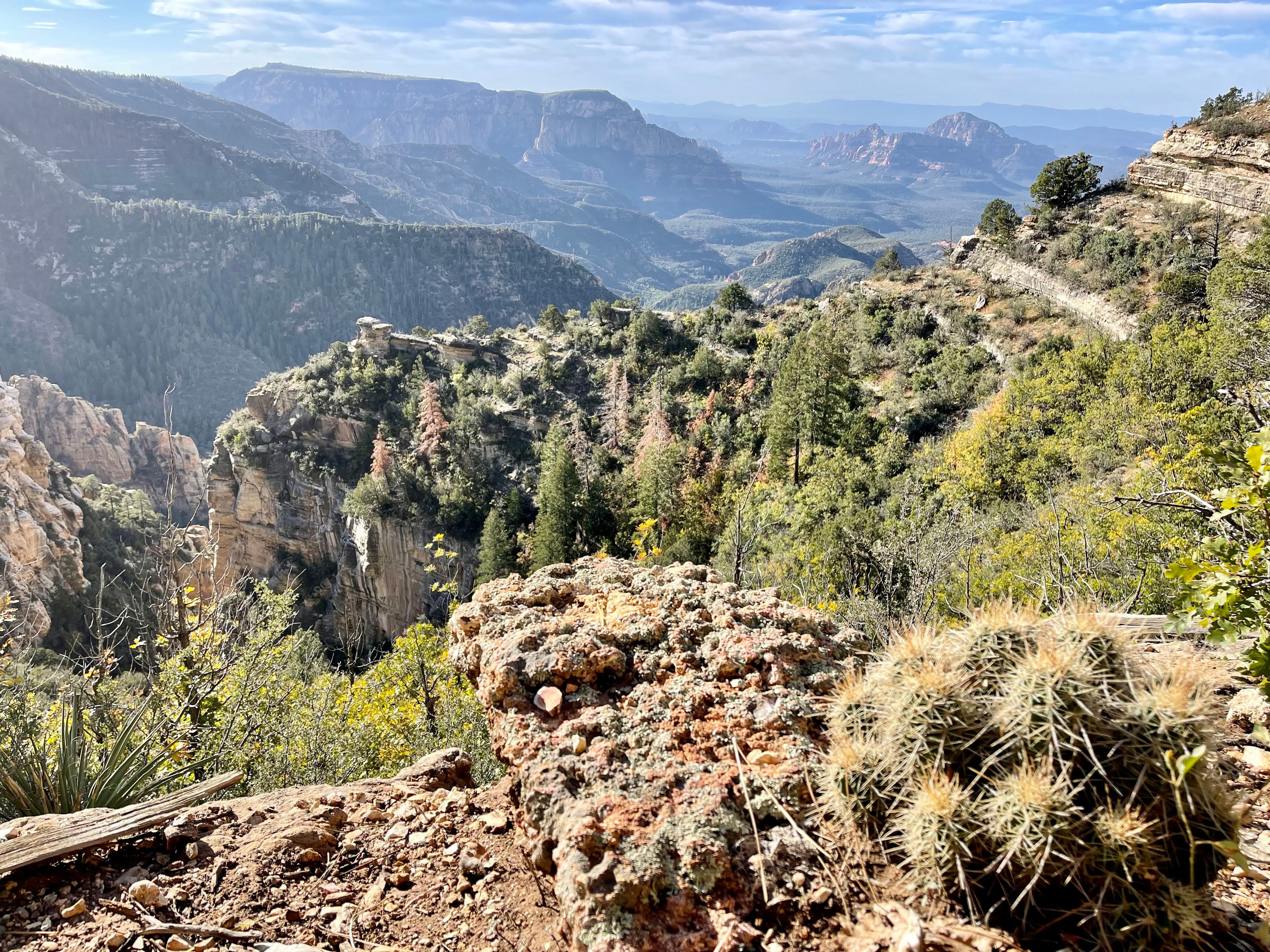 Hedgehog Cactus photo 5