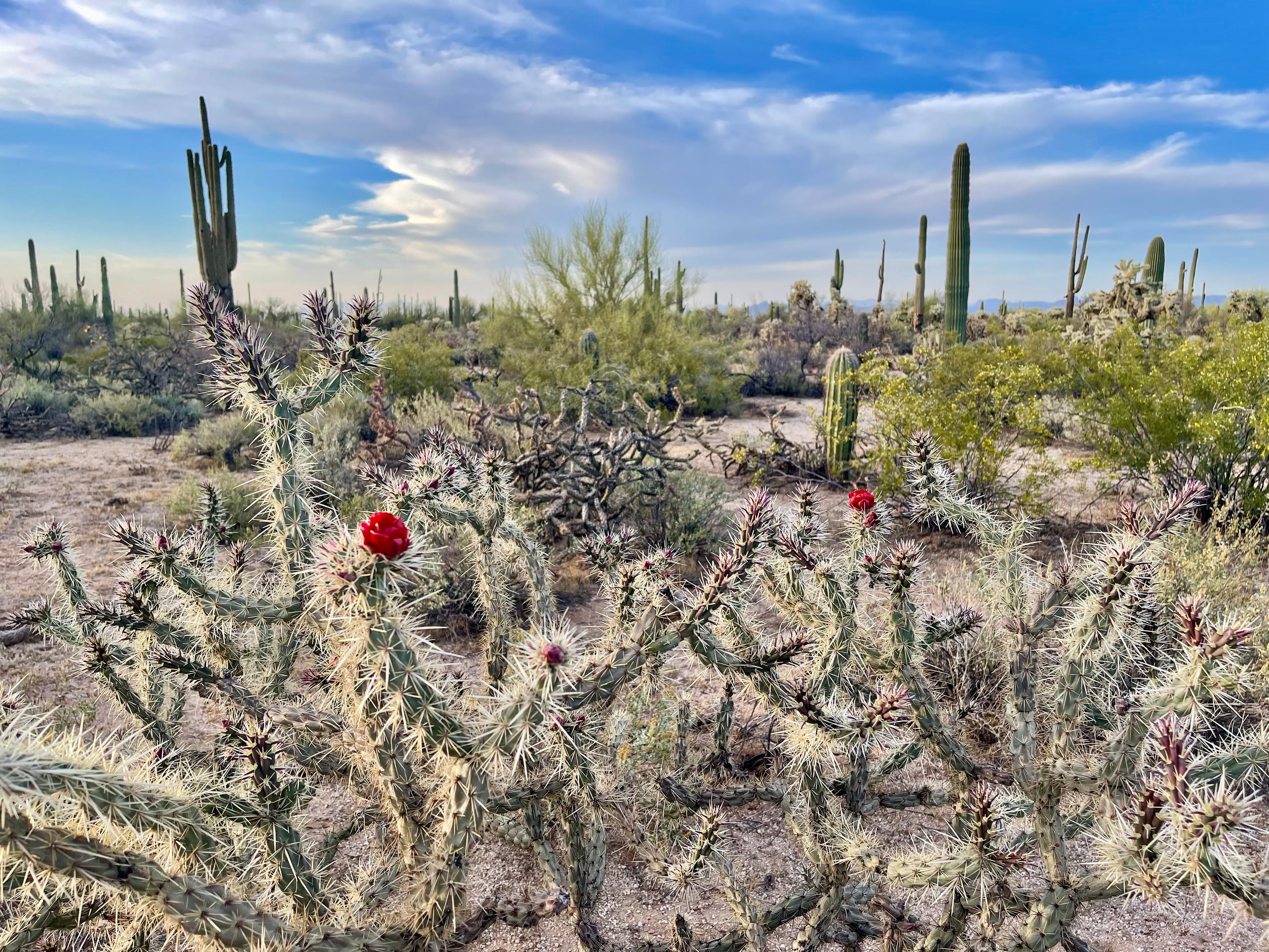 Cholla photo 13
