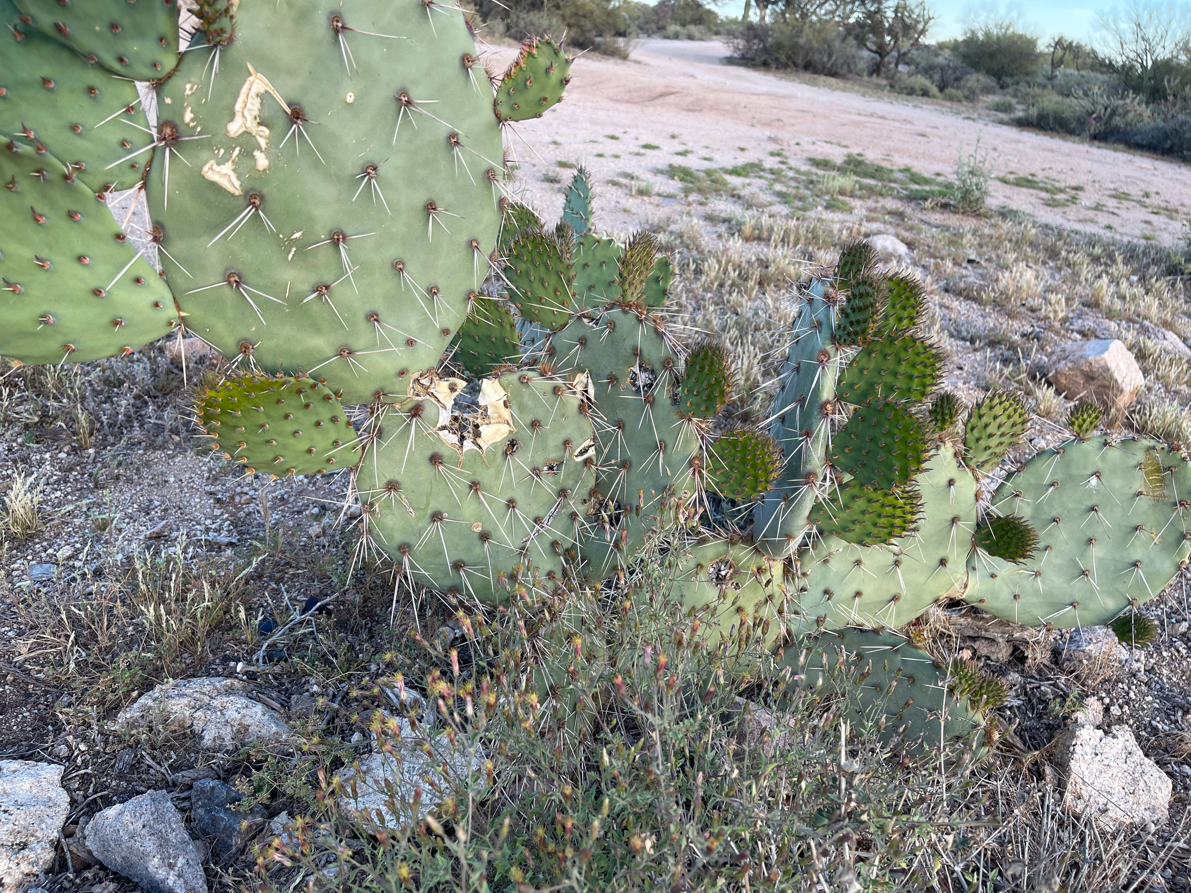 Small prickly pear sprouts emerging from the ground