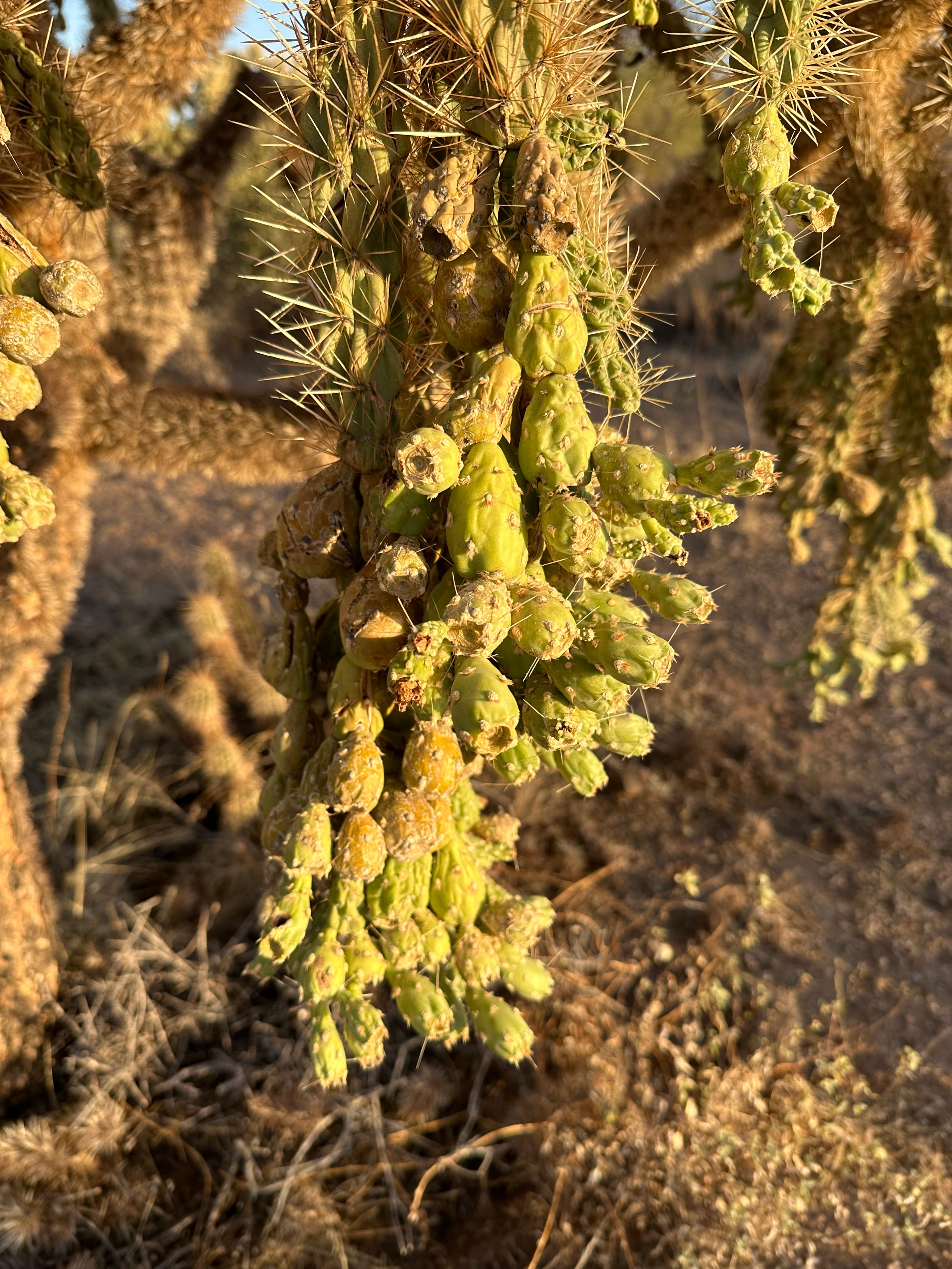 Cholla photo 3