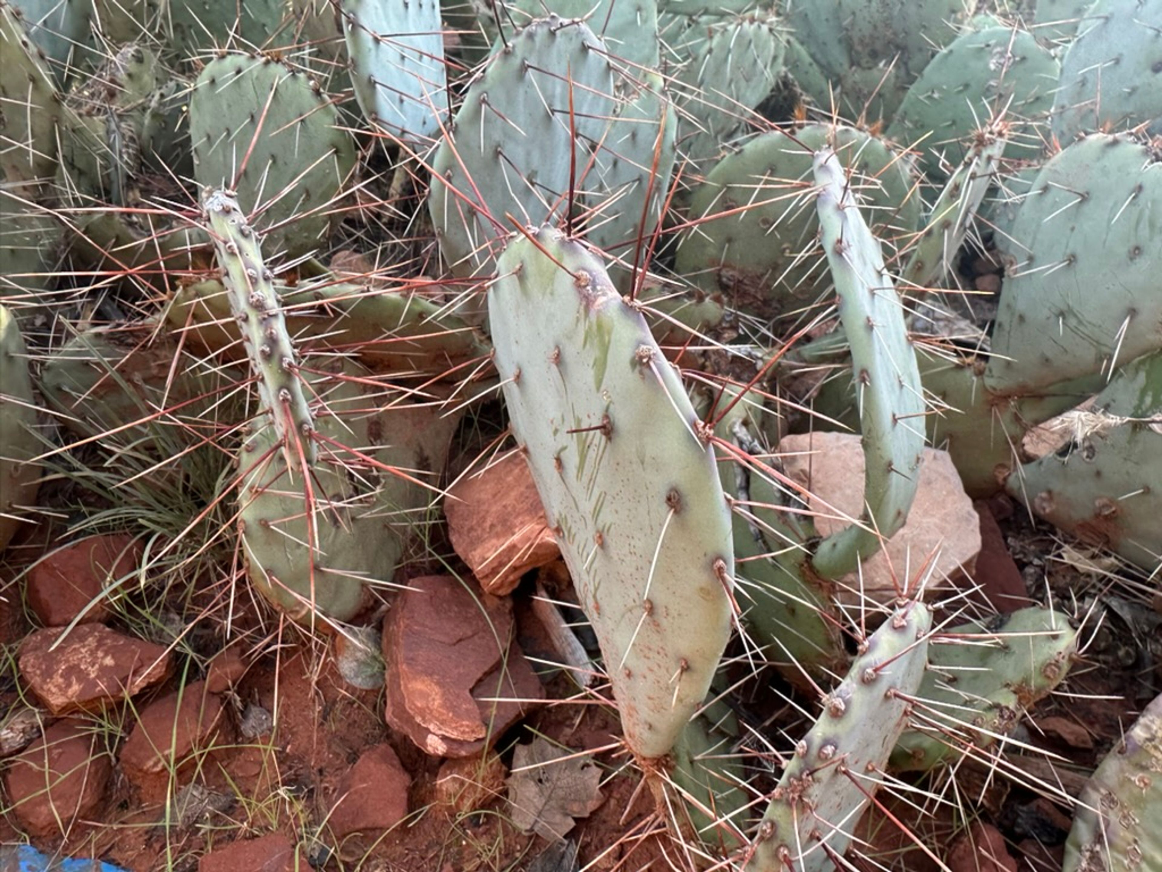 Prickly Pear photo 10