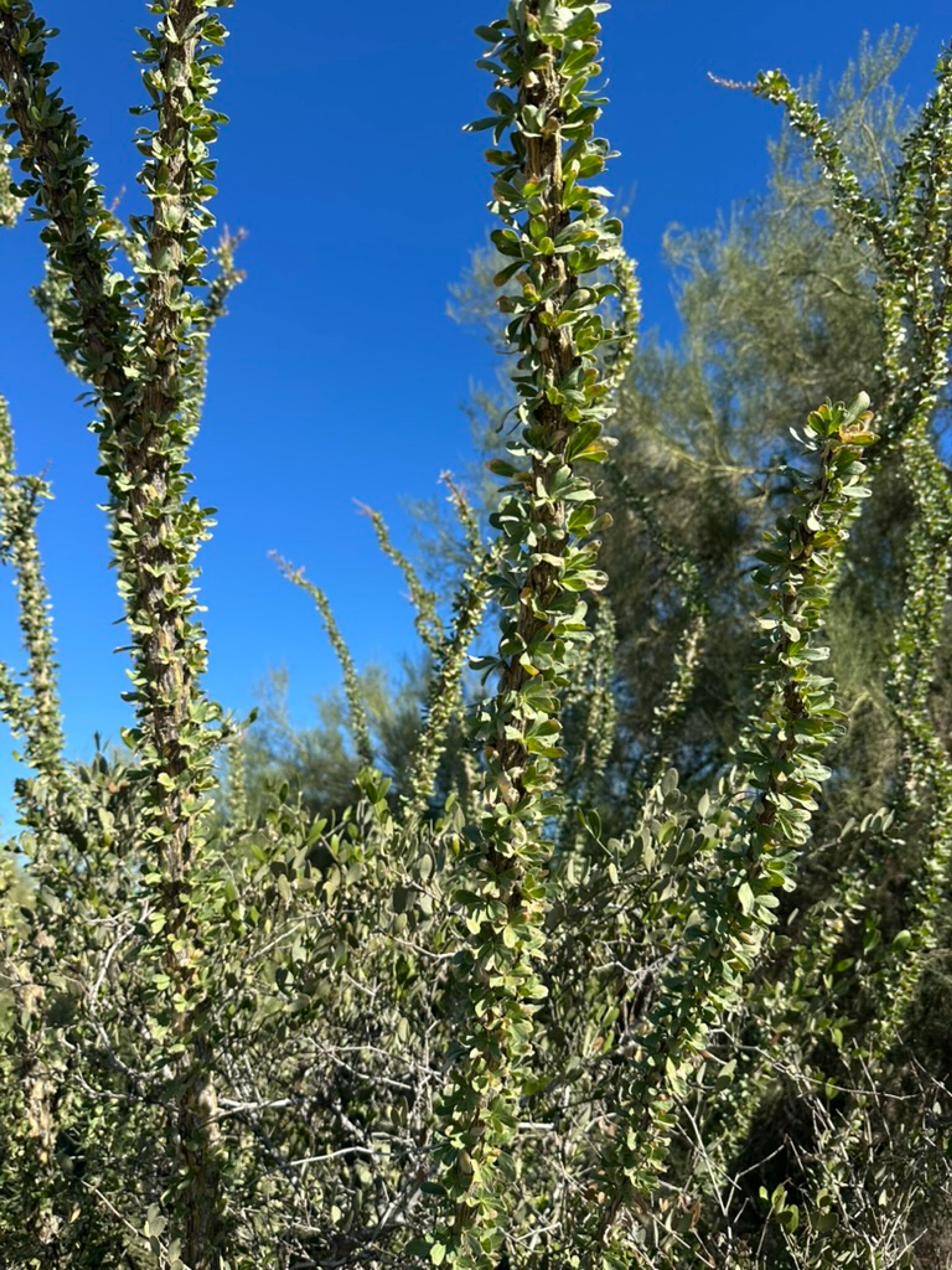 Ocotillo photo 13
