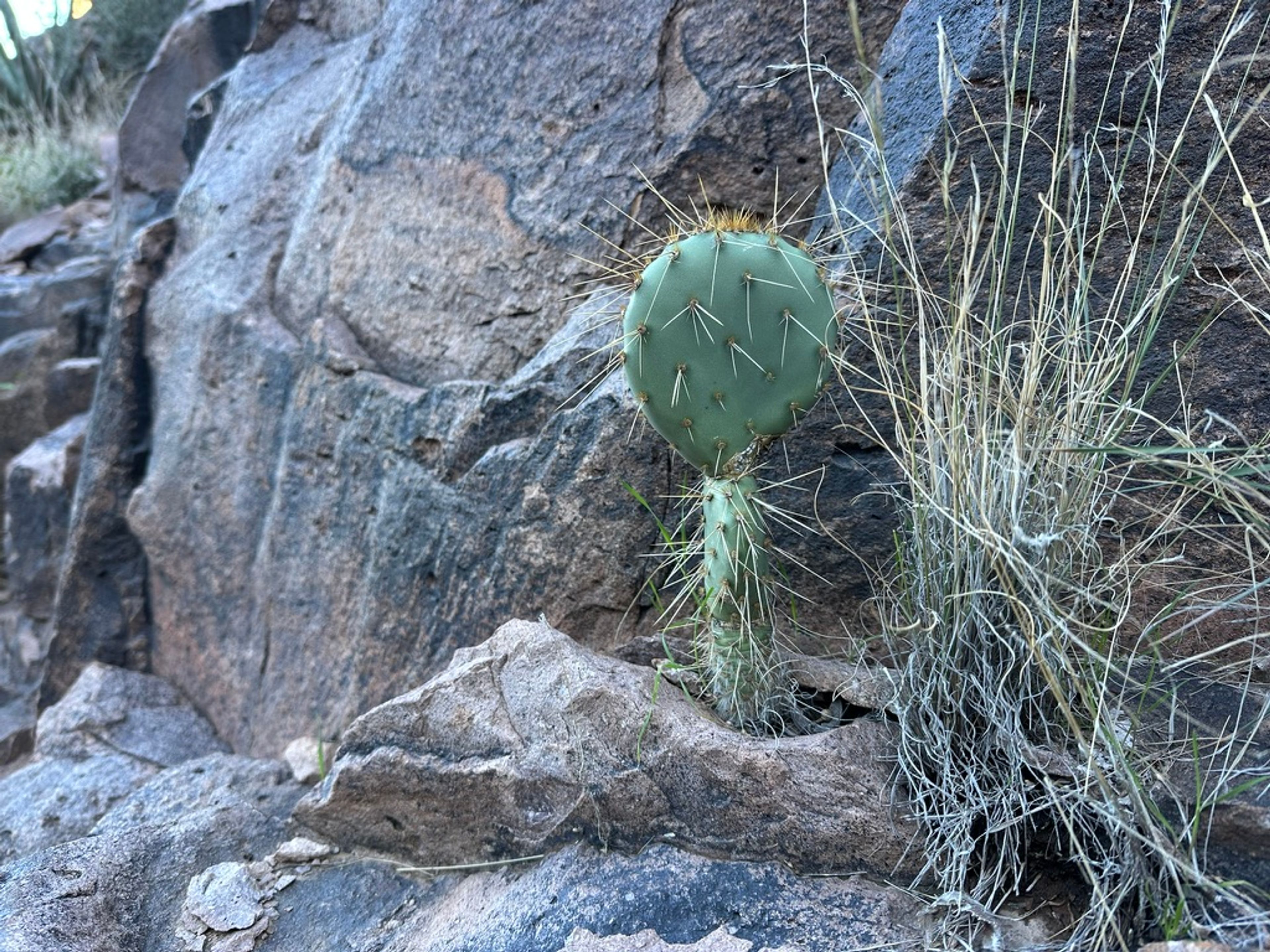 Prickly Pear photo 14