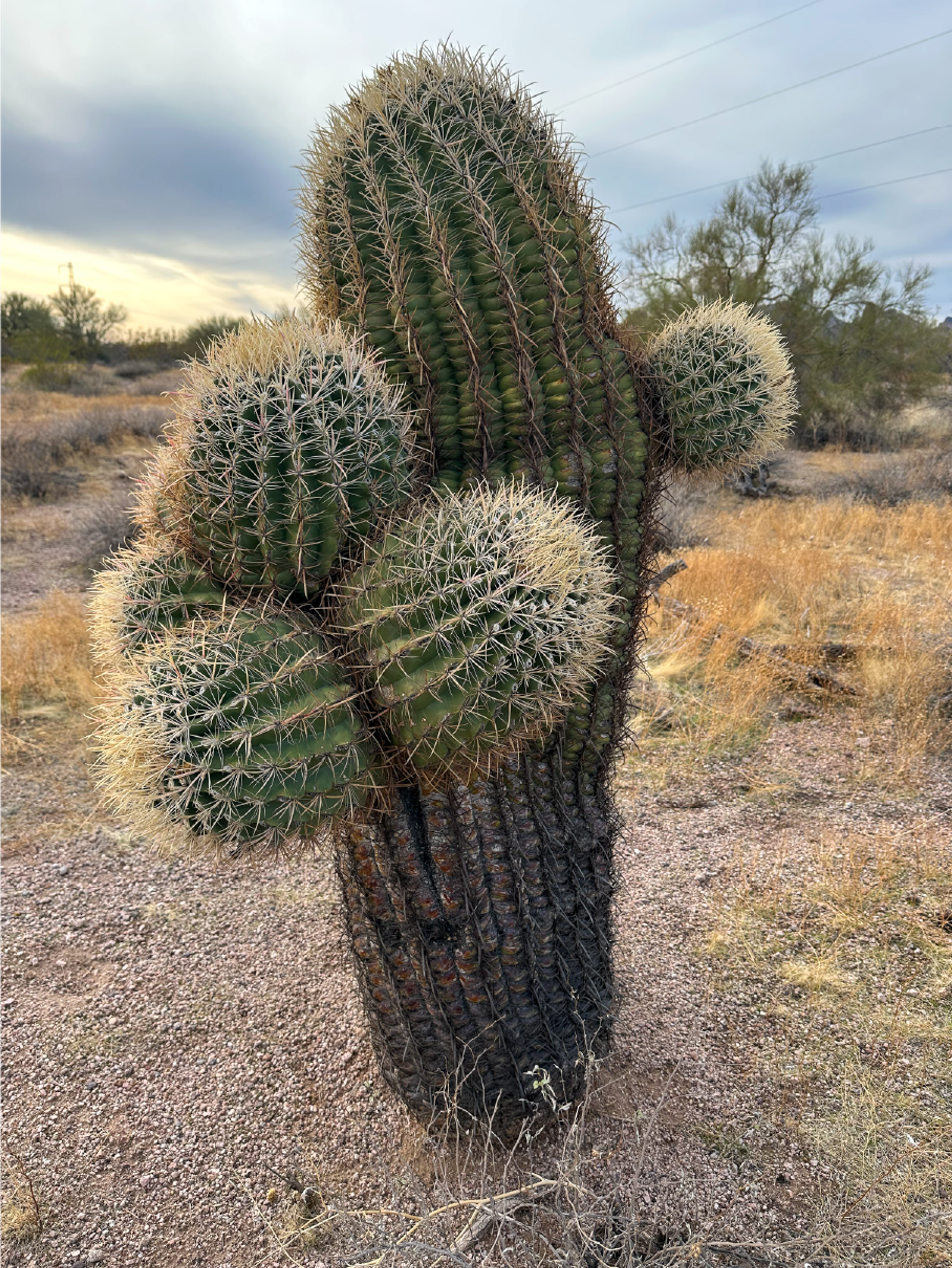 Large mature barrel cactus (side view).