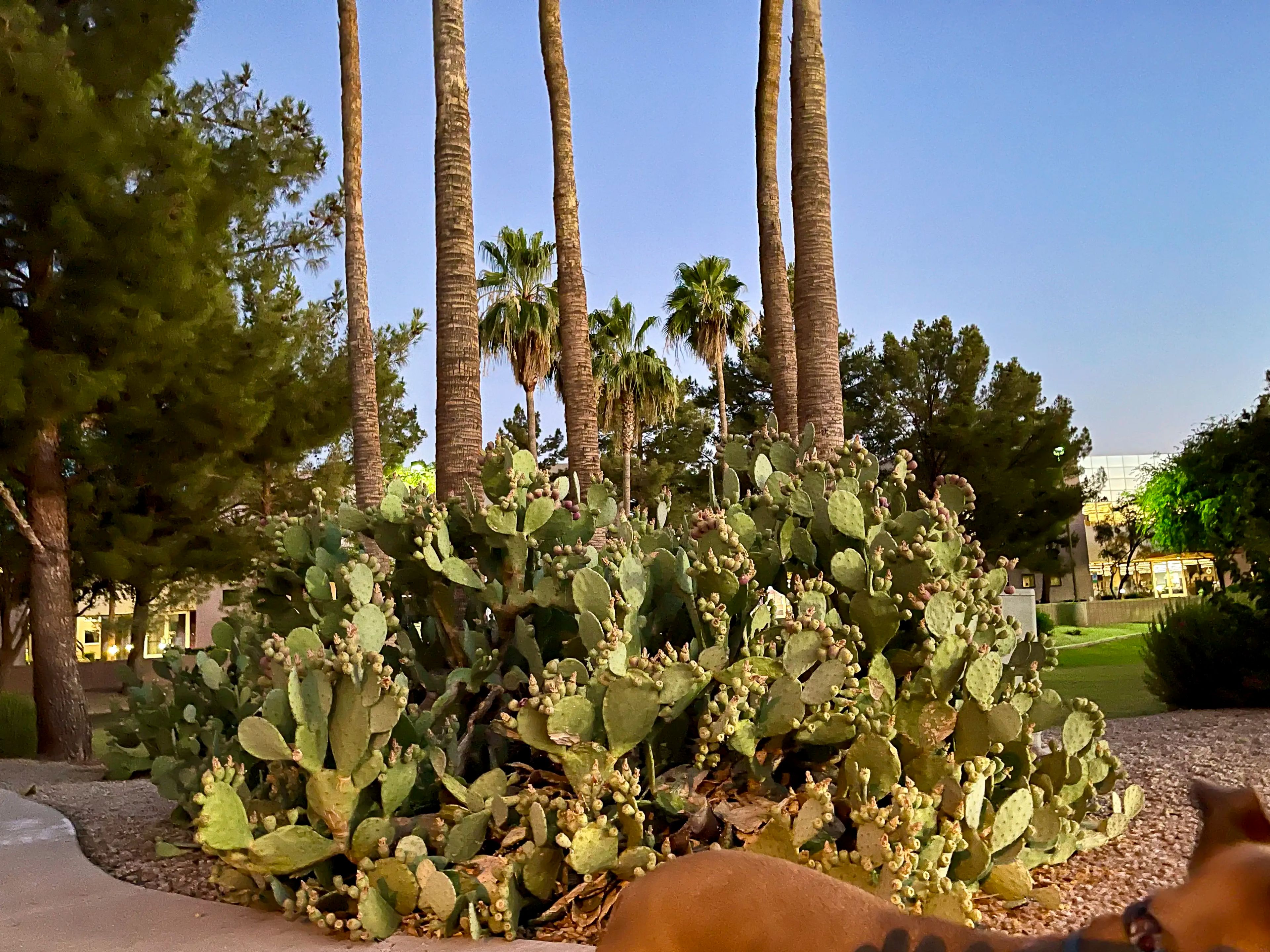 Prickly pear cactus in warm dawn light