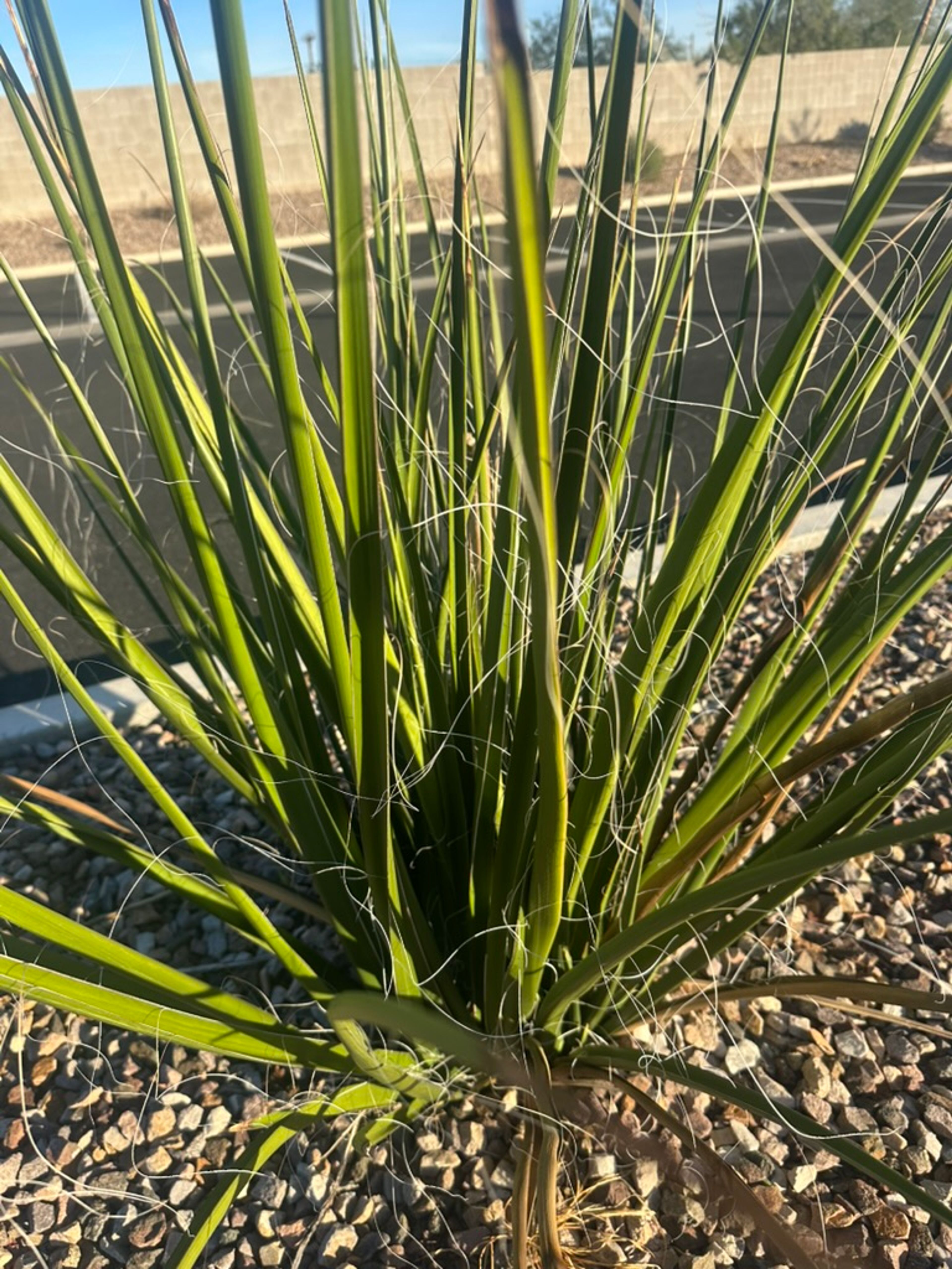 Yucca photo 8
