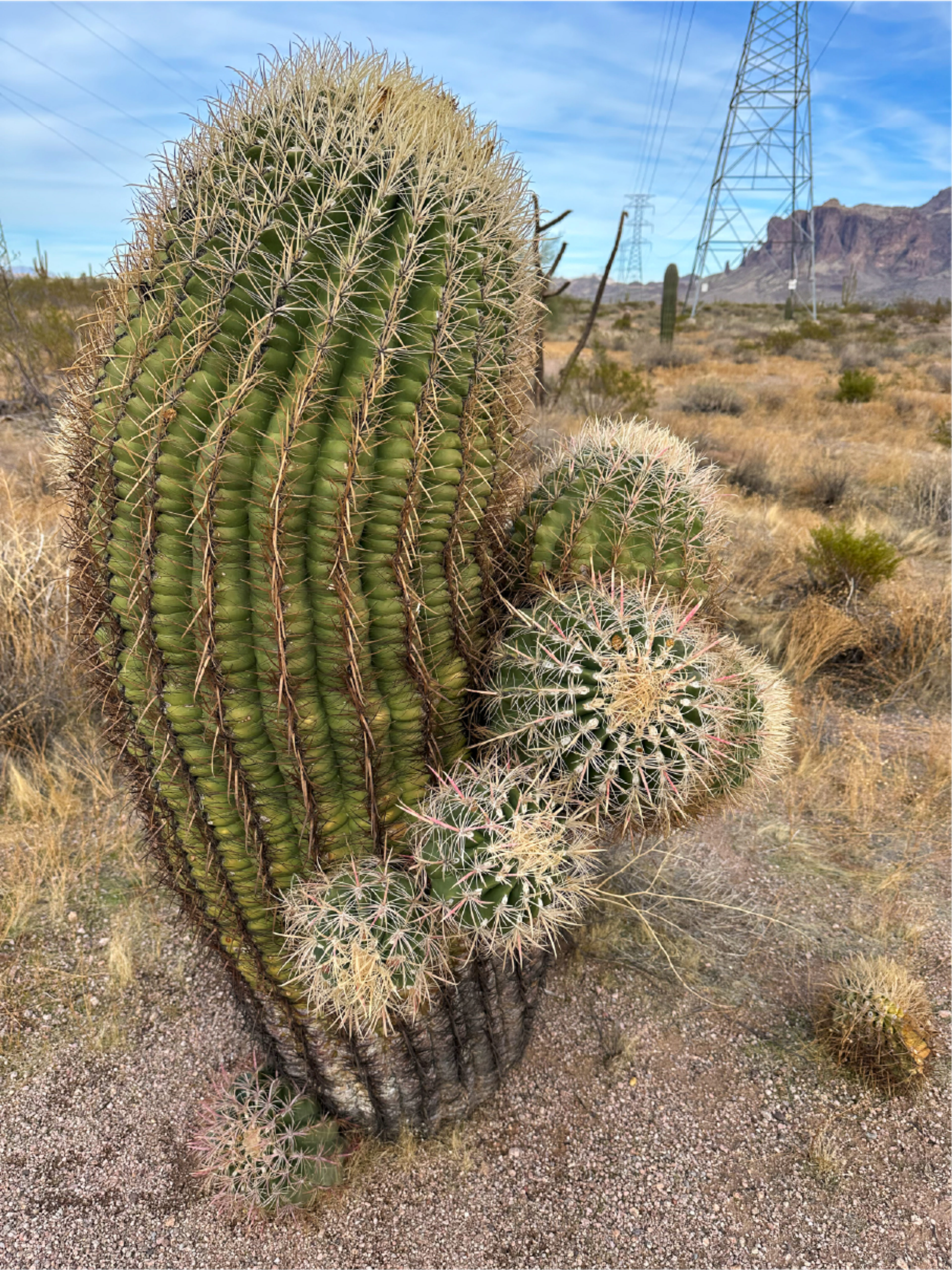 Large mature barrel cactus (full body).