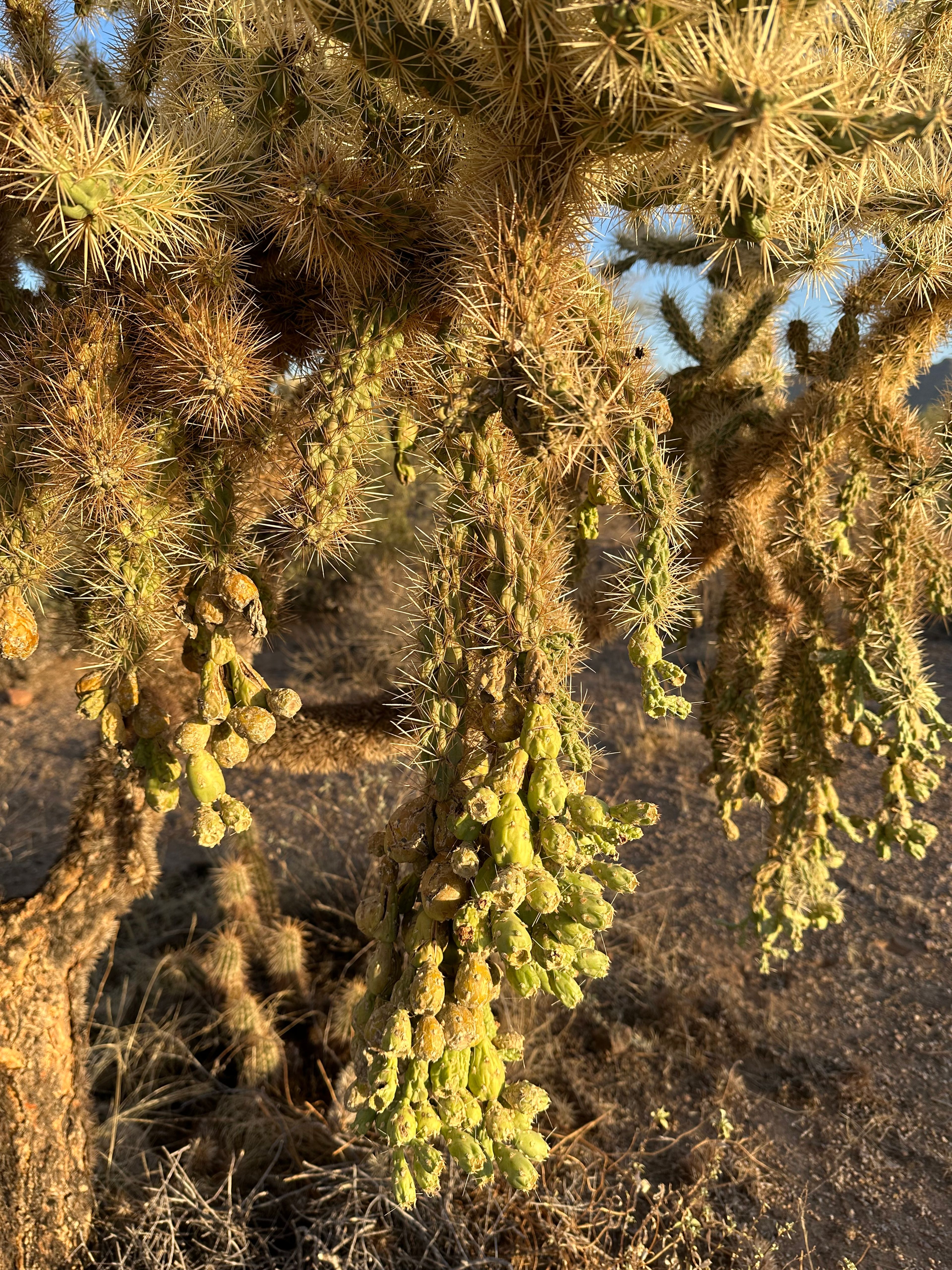 Cholla photo 4