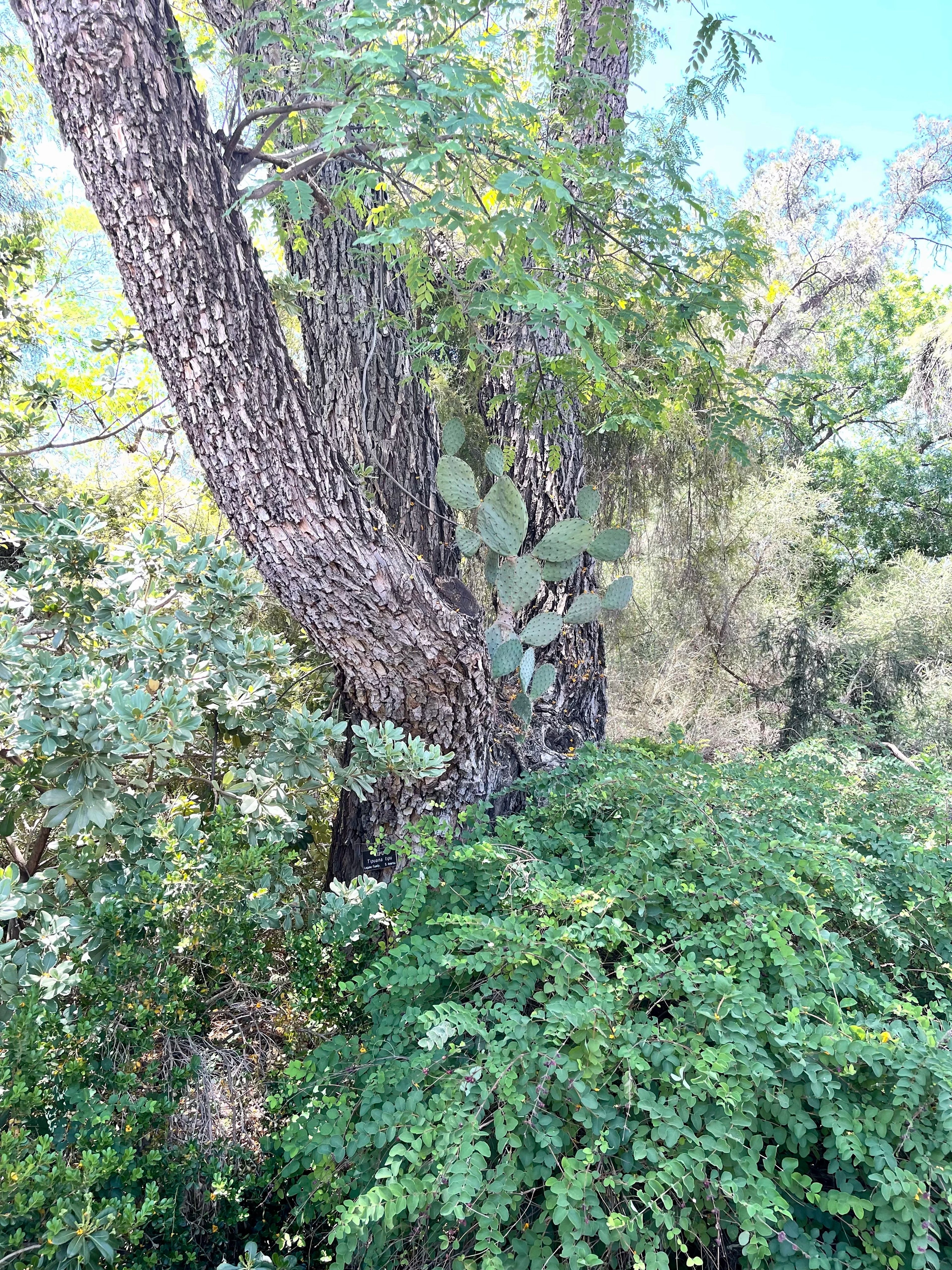 Prickly pear growing against or within a tree