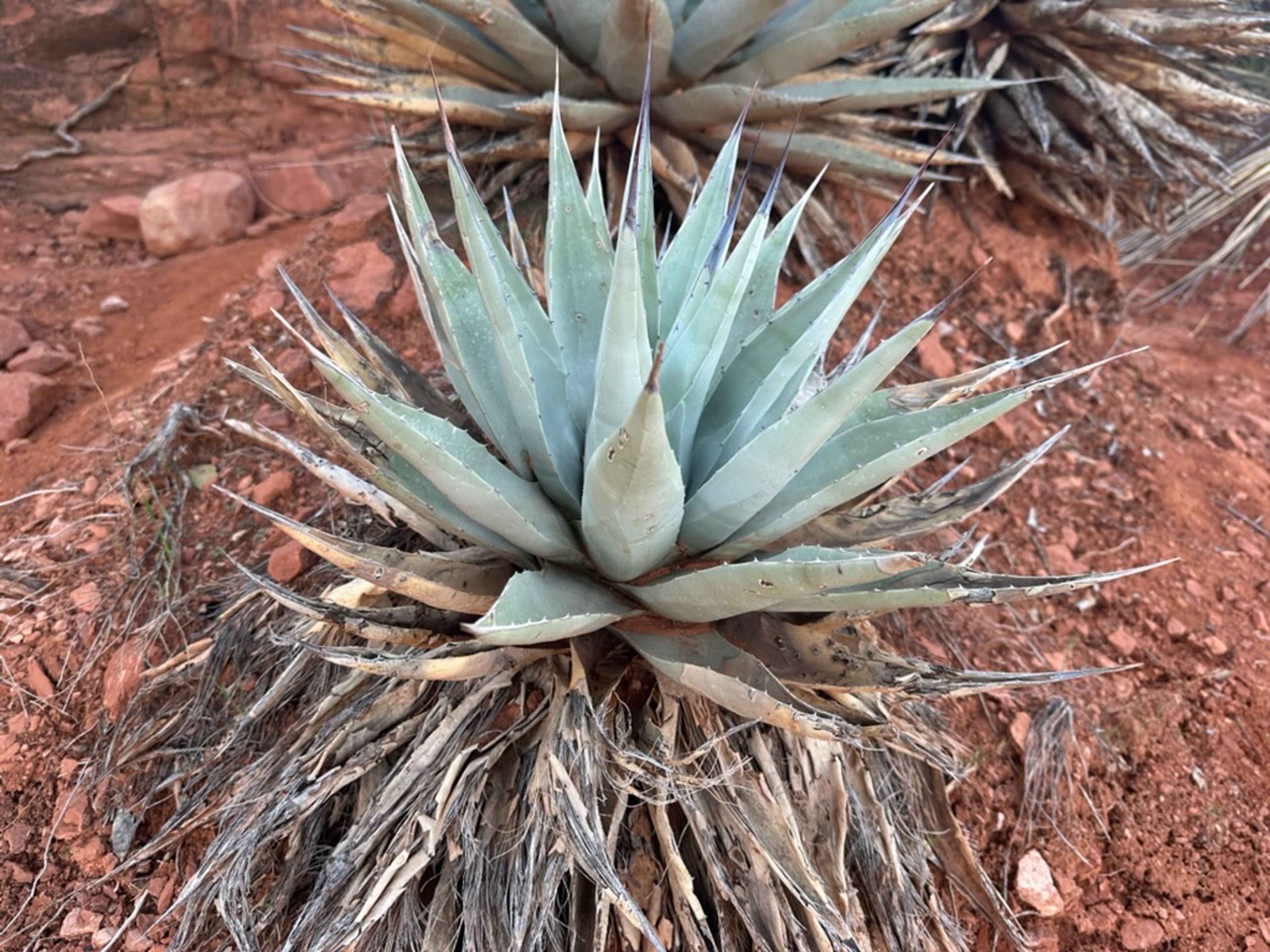 Agave photo 9