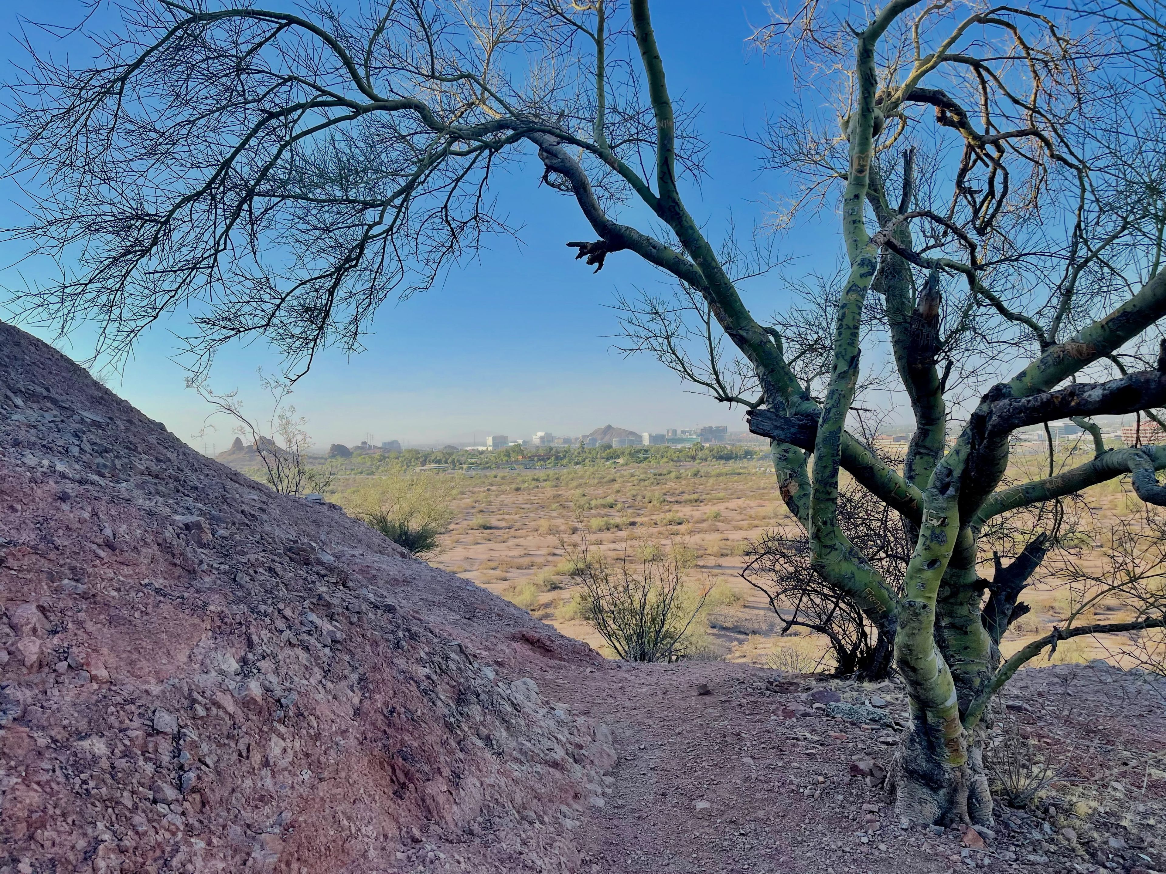 Rugged wild palo verde on a rocky mountainside, leafless and weathered with green trunk and twisting branches.