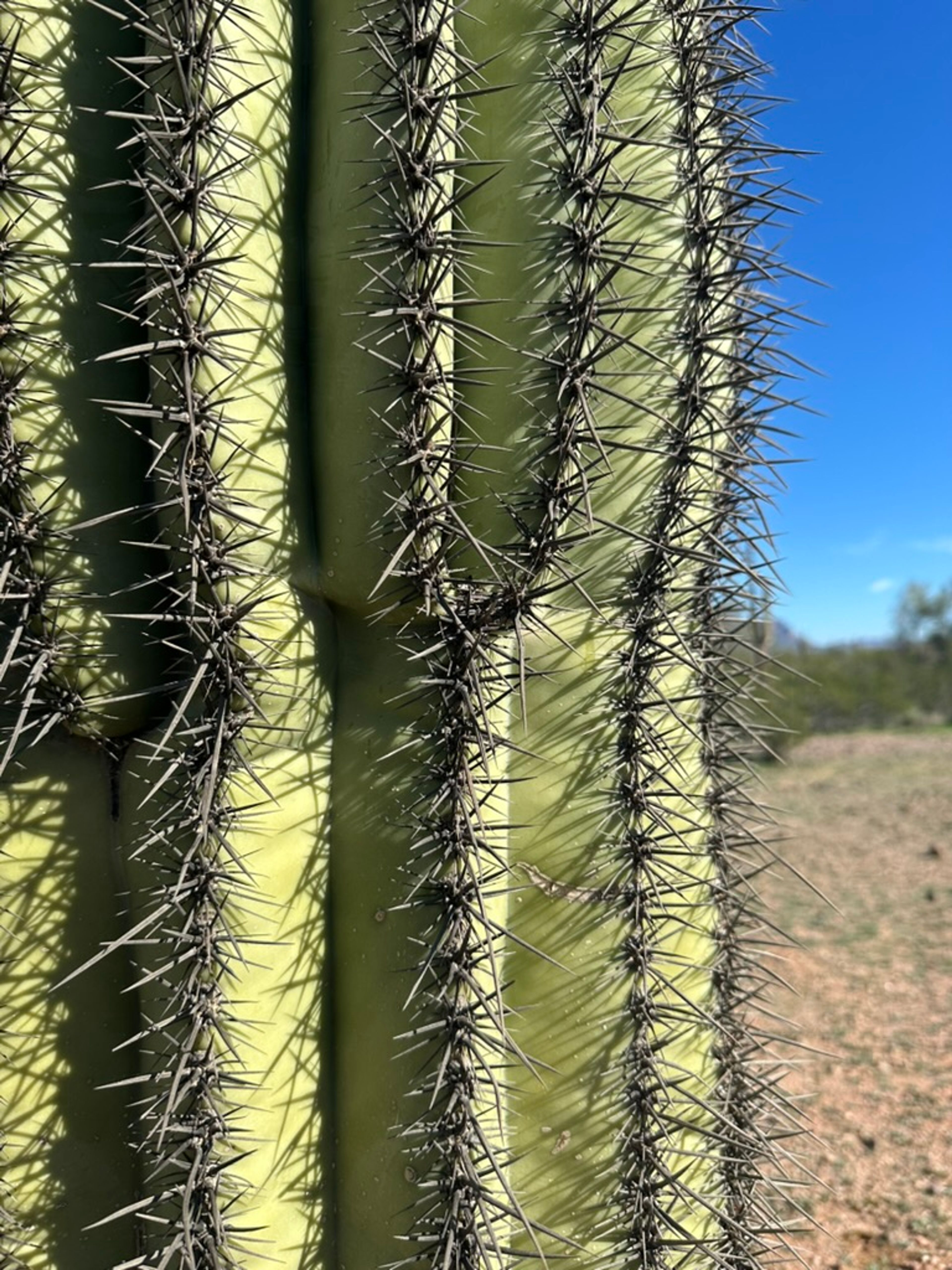 Saguaro photo 12