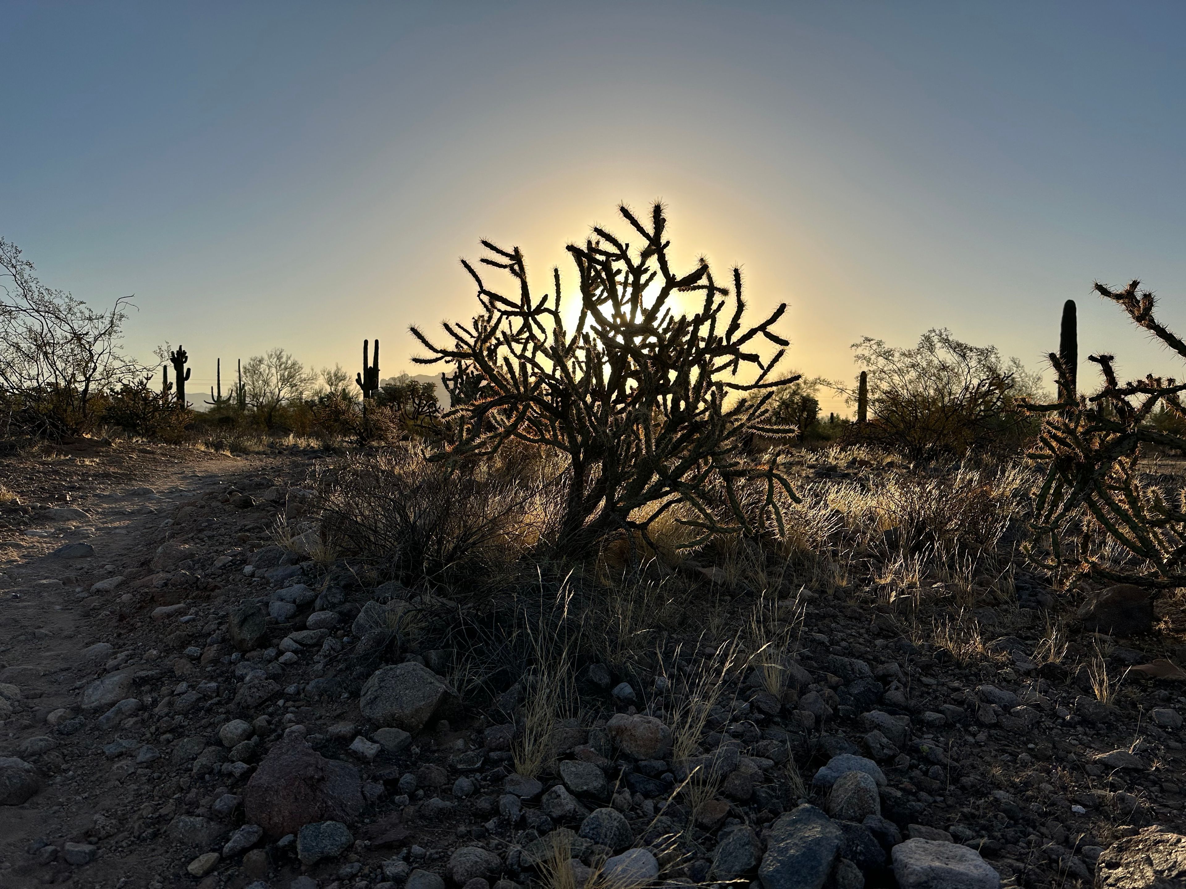 Cholla photo 5