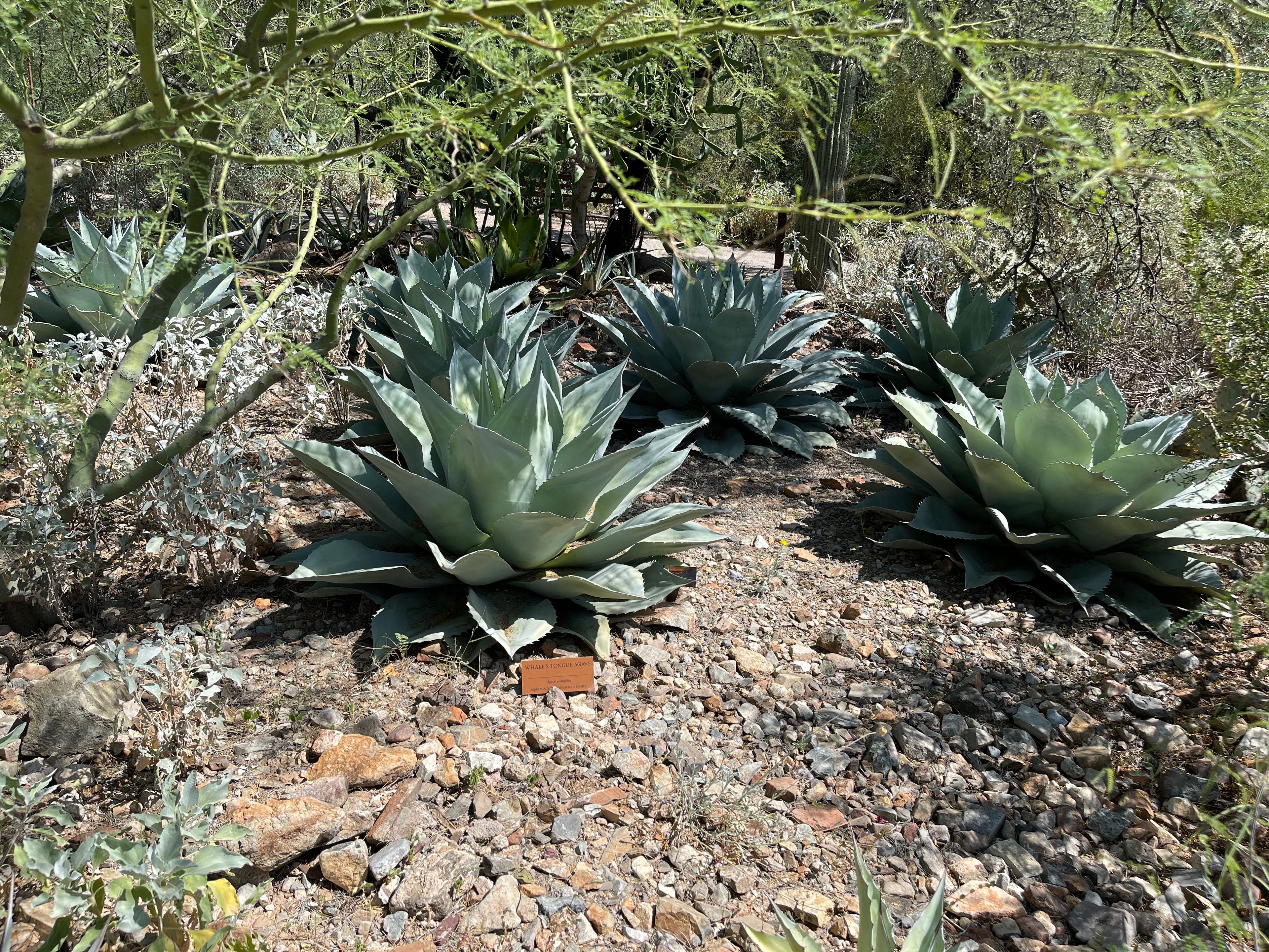 Agave photo 2