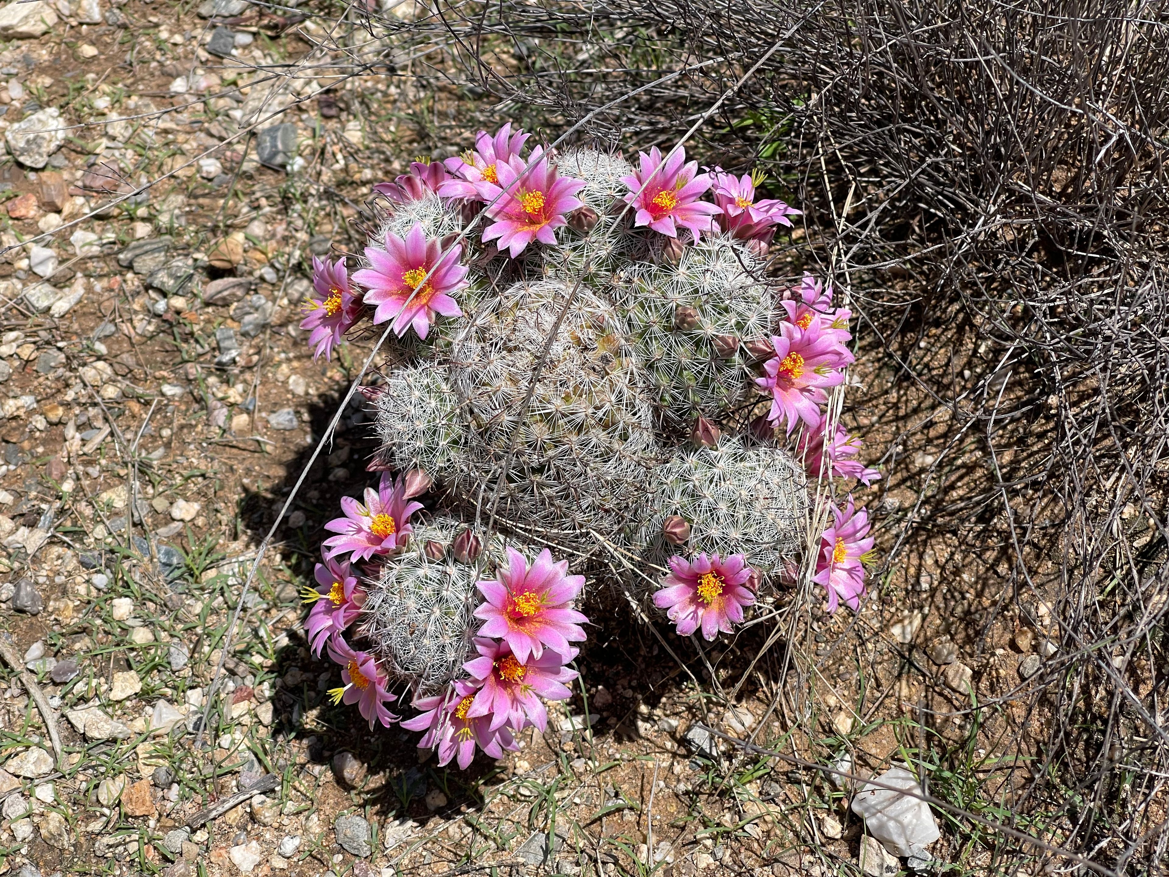 Hedgehog Cactus