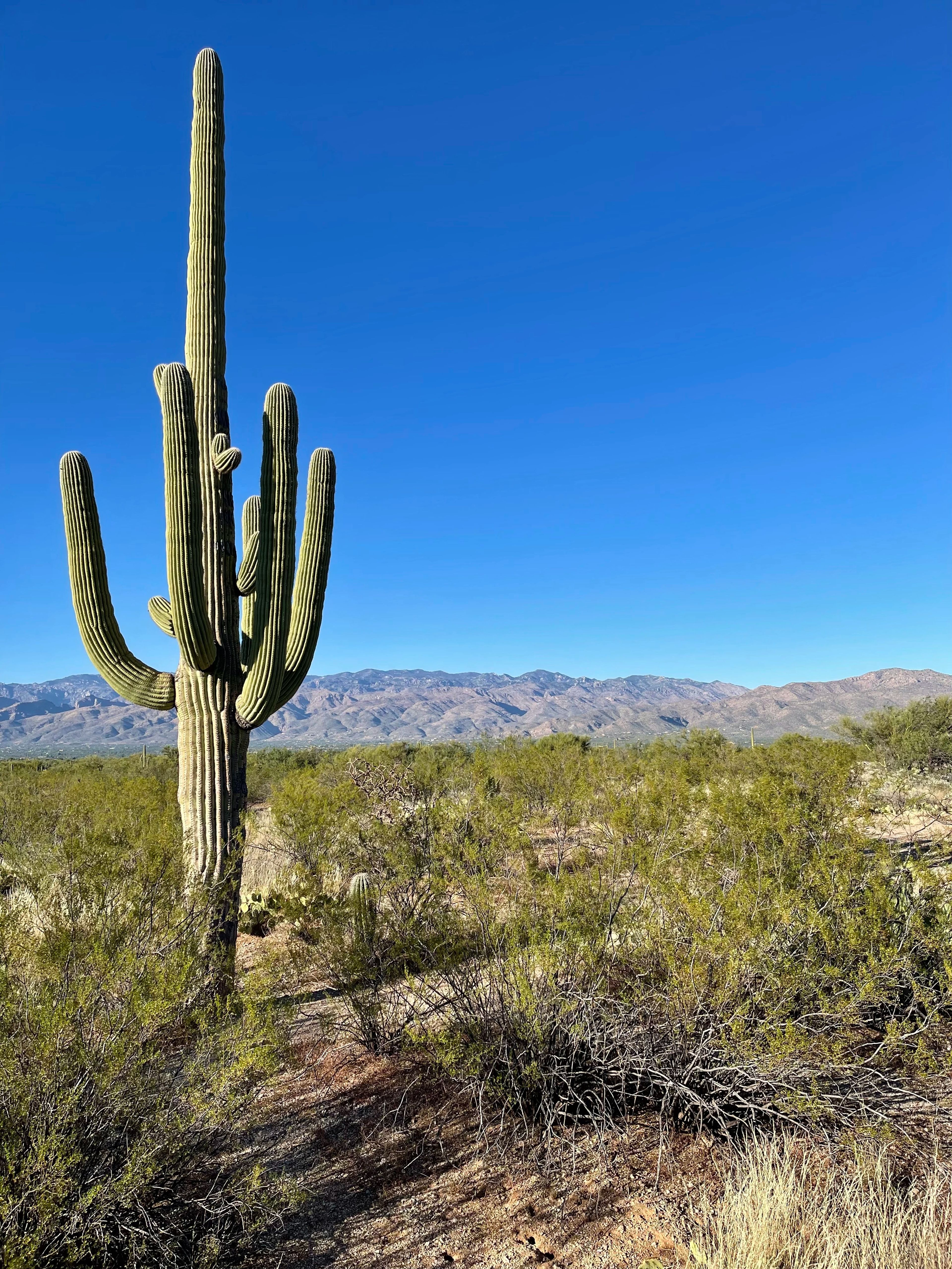 Mature adult saguaro cactus
