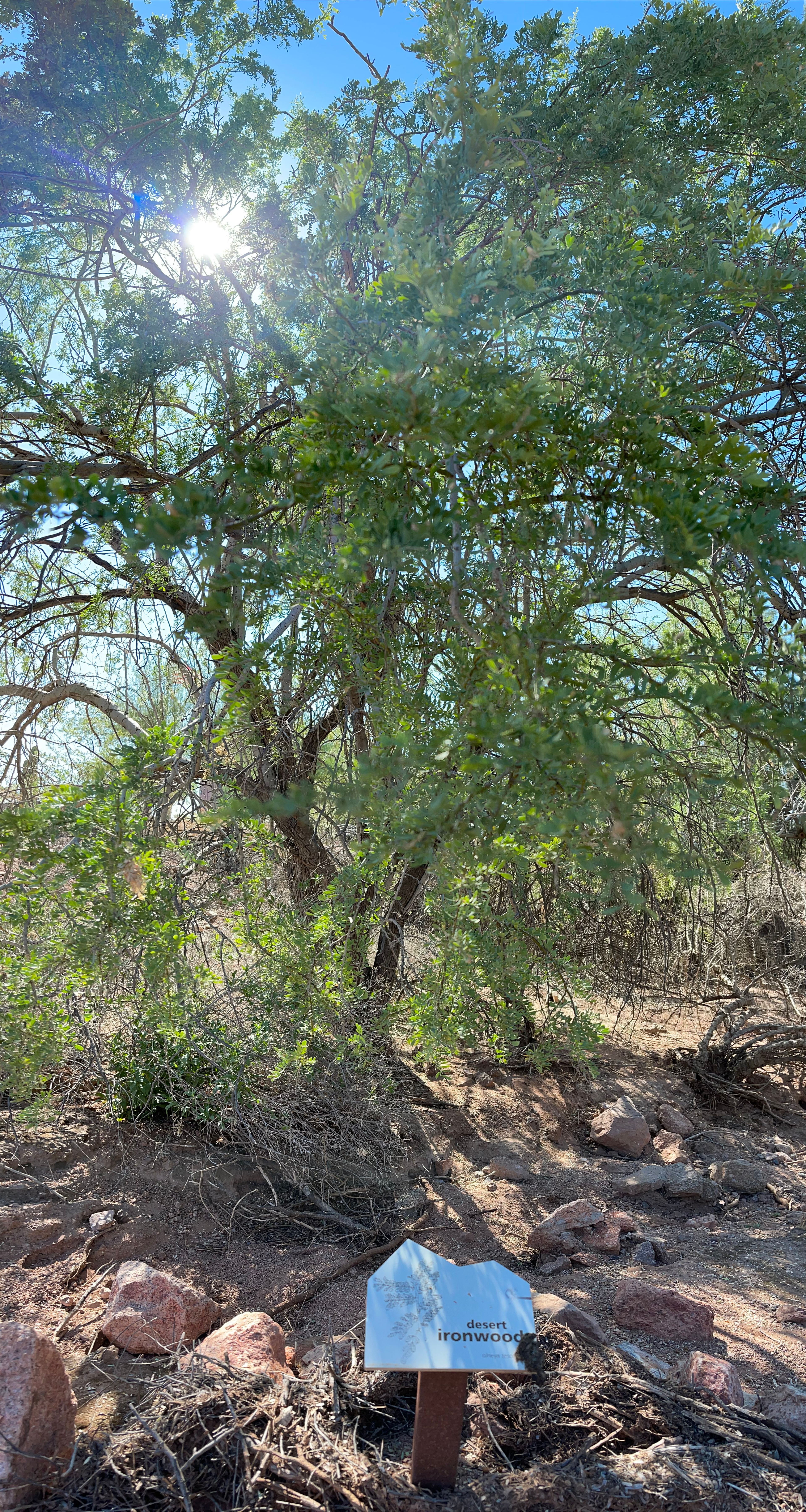 Desert Ironwood photo 2