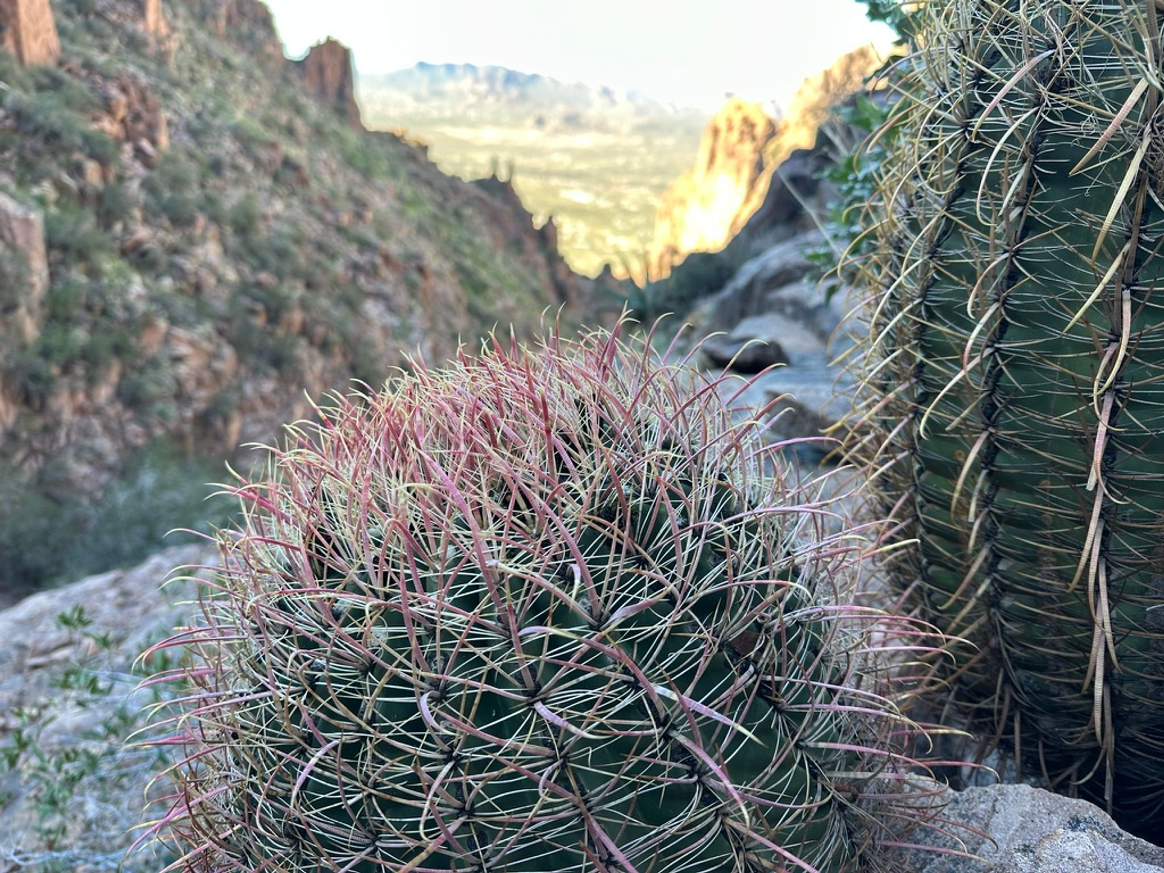 Barrel Cactus photo 18
