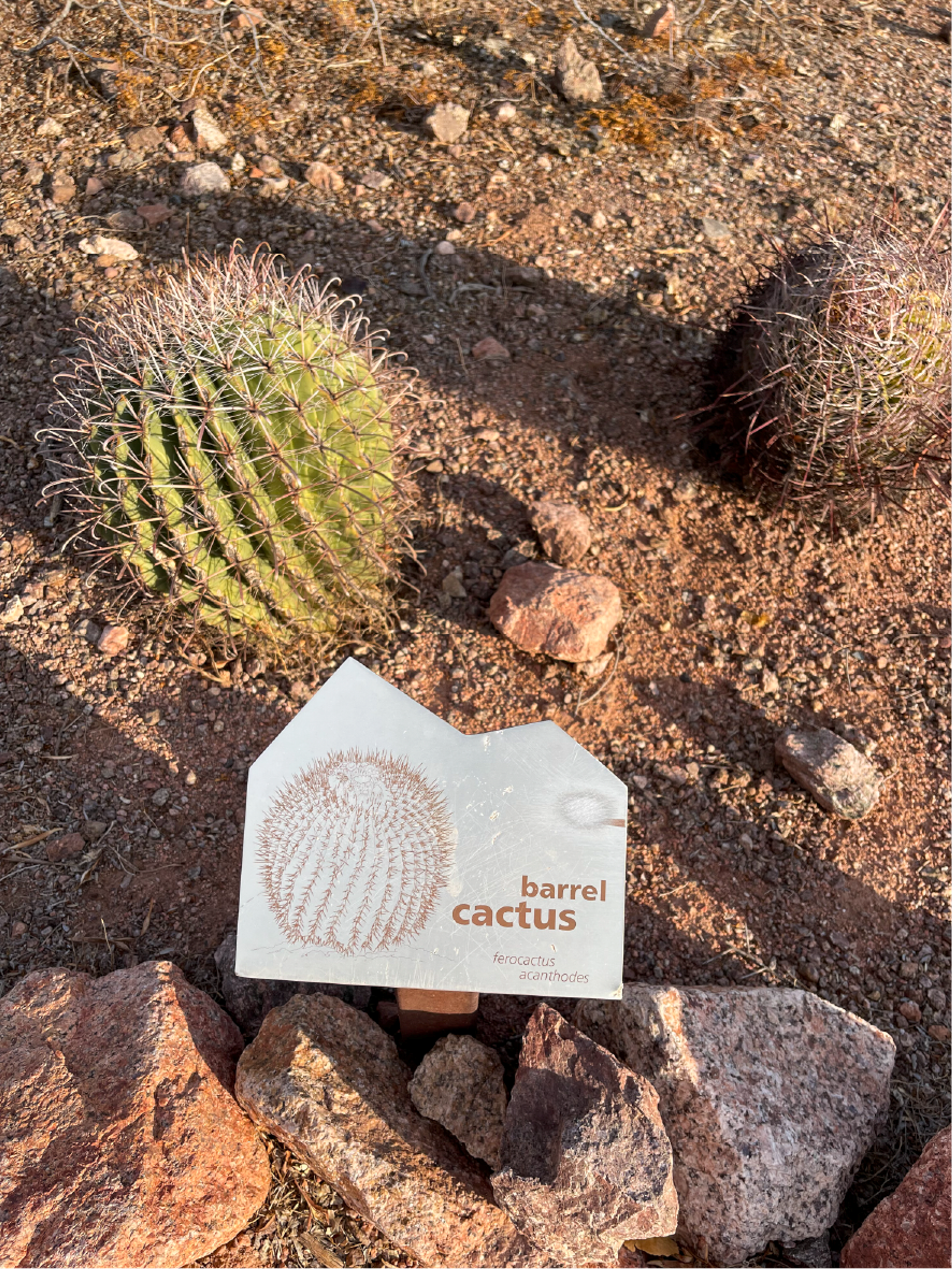 Young barrel cactus starting to rib and spine out.