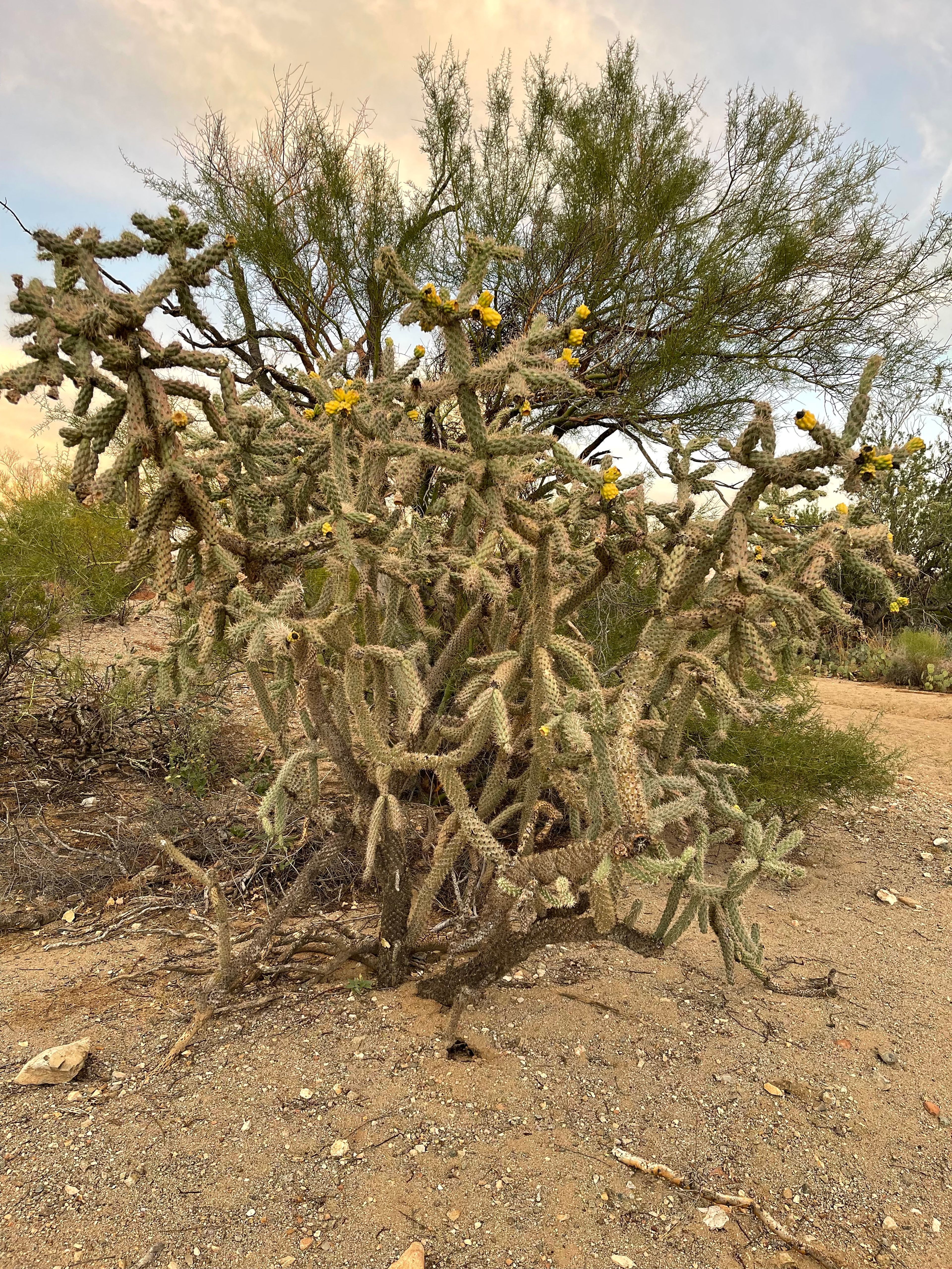 Cholla photo 11