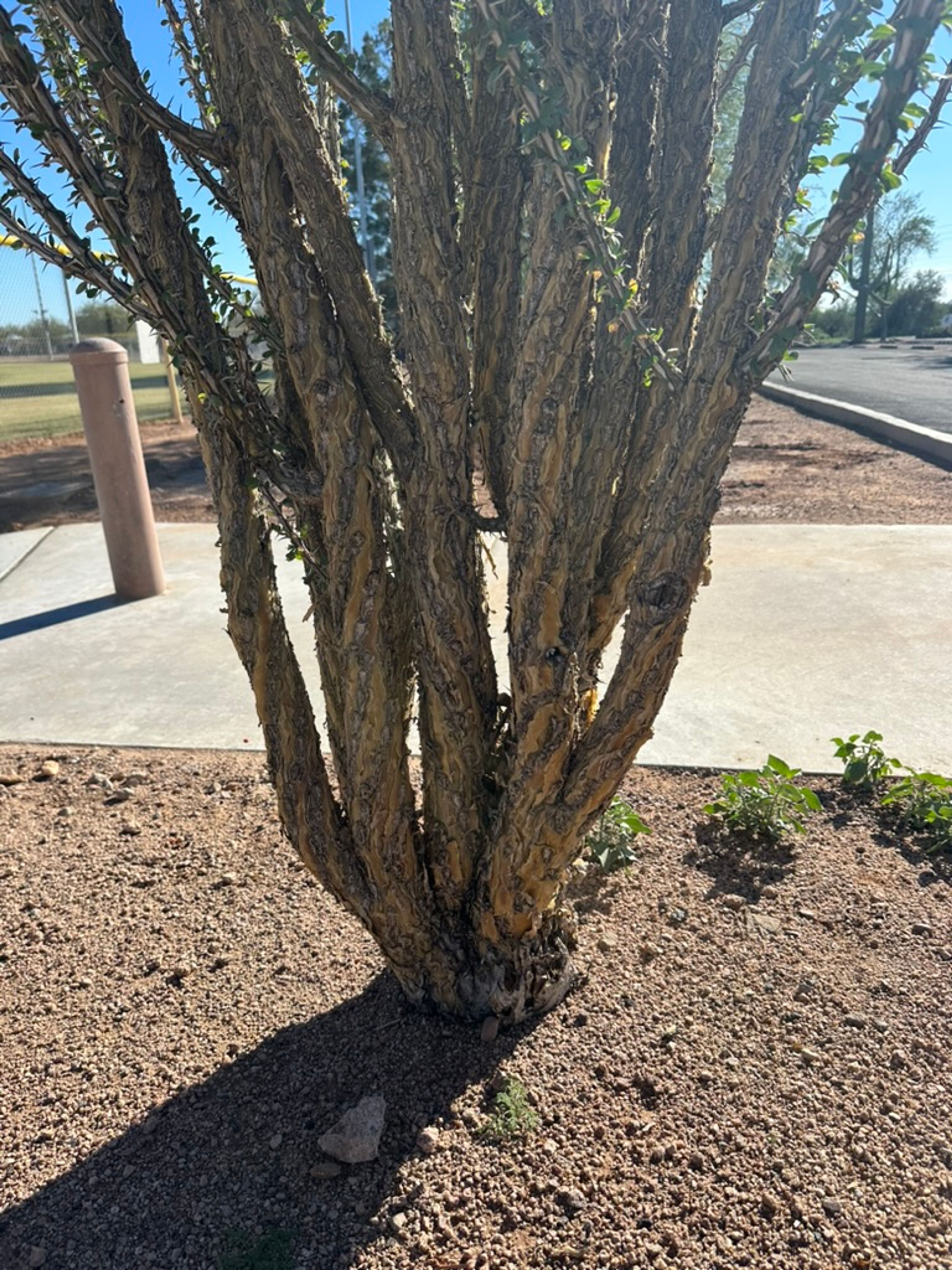 Ocotillo photo 9