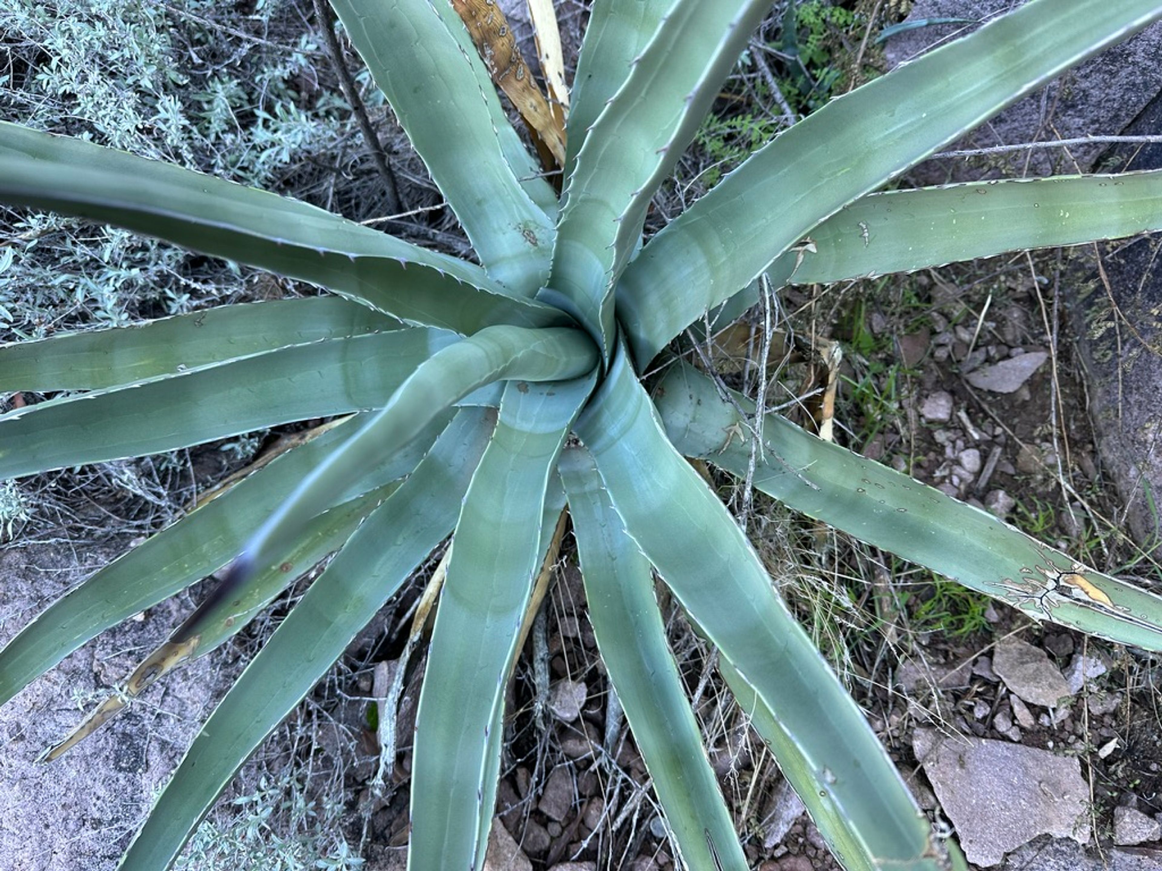 Agave photo 15