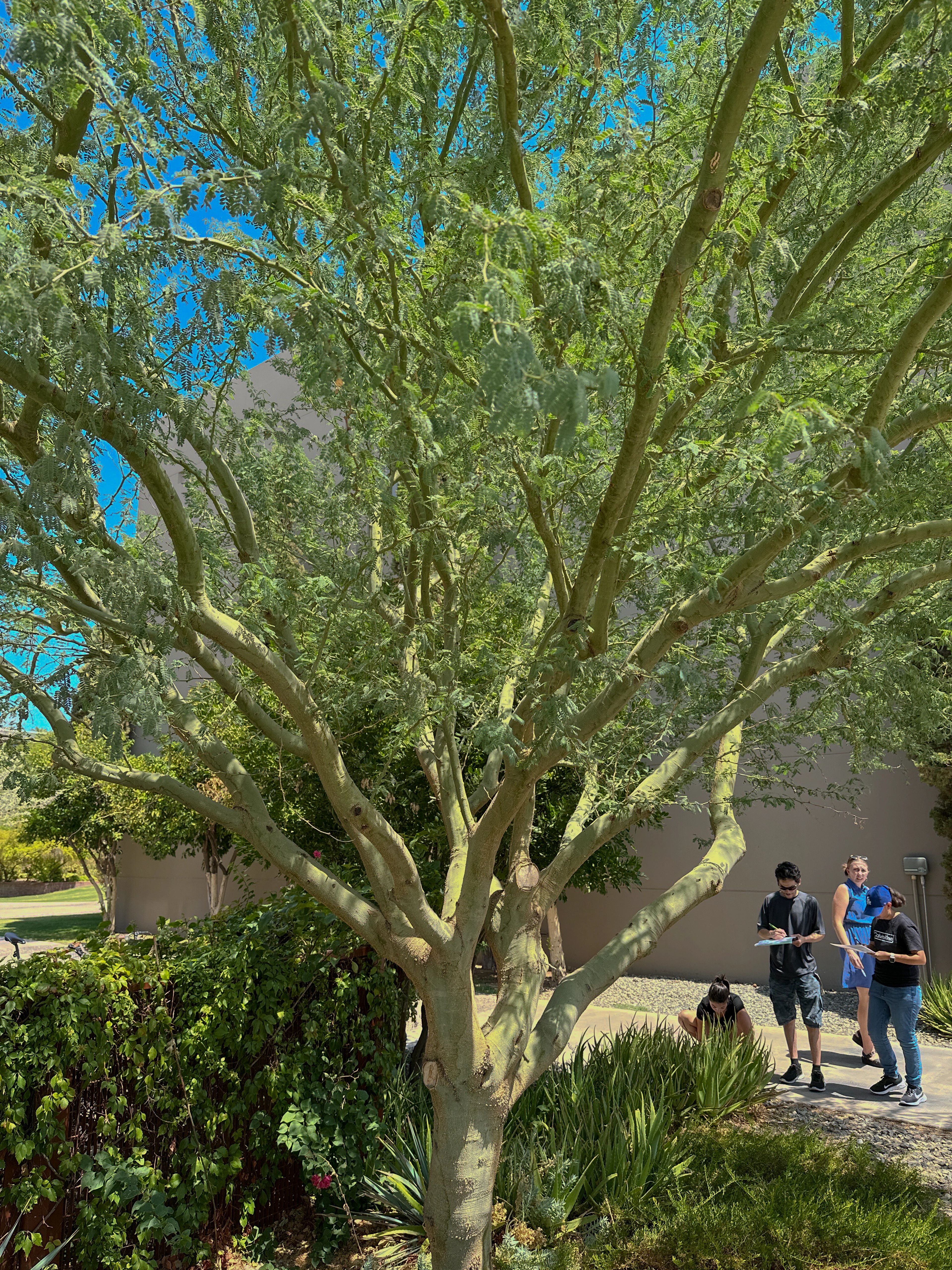 Healthy palo verde tree with dense canopy and green bark, showing a full, leafy silhouette in spring growth.