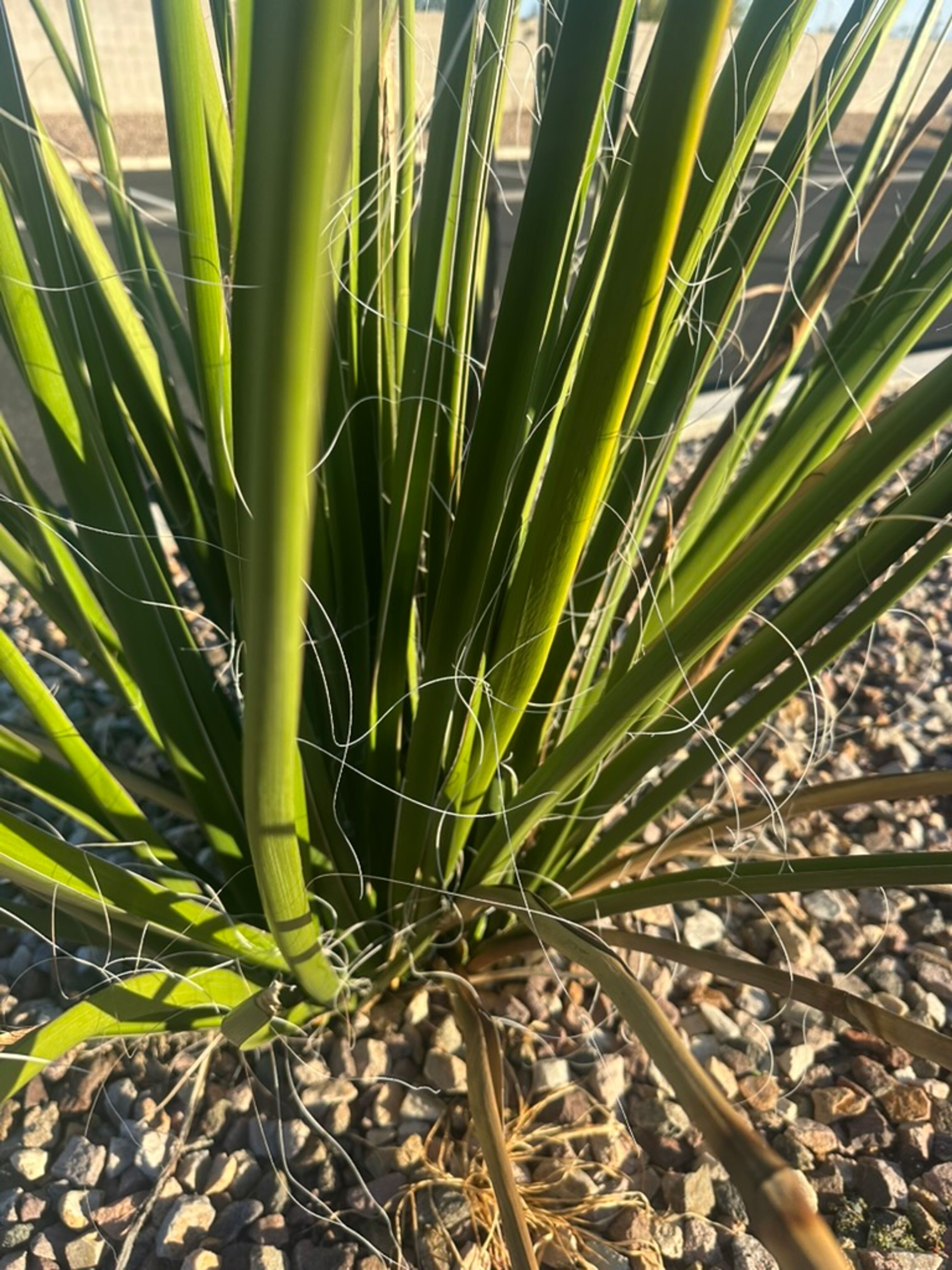 Yucca photo 9