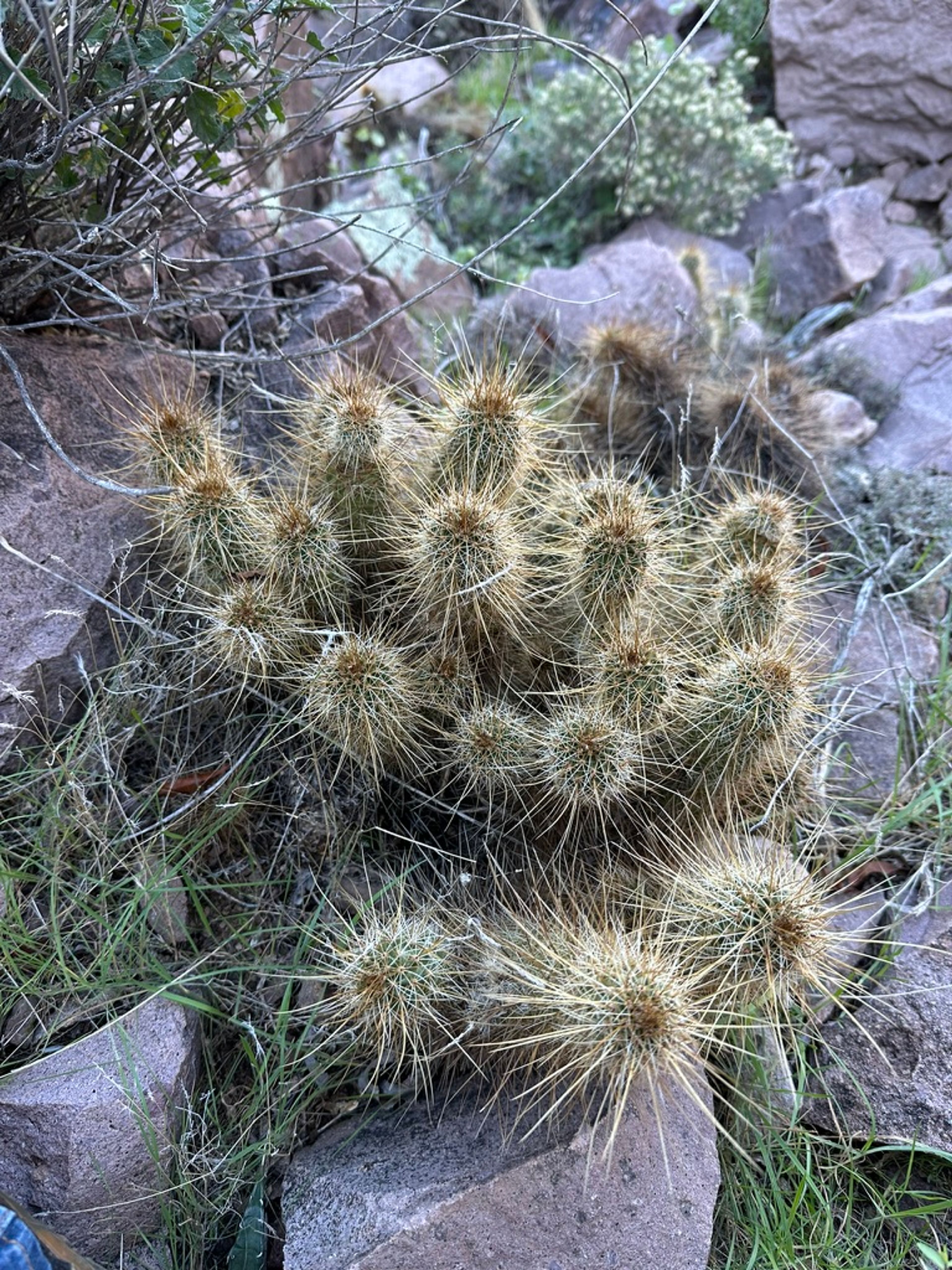 Hedgehog Cactus photo 12