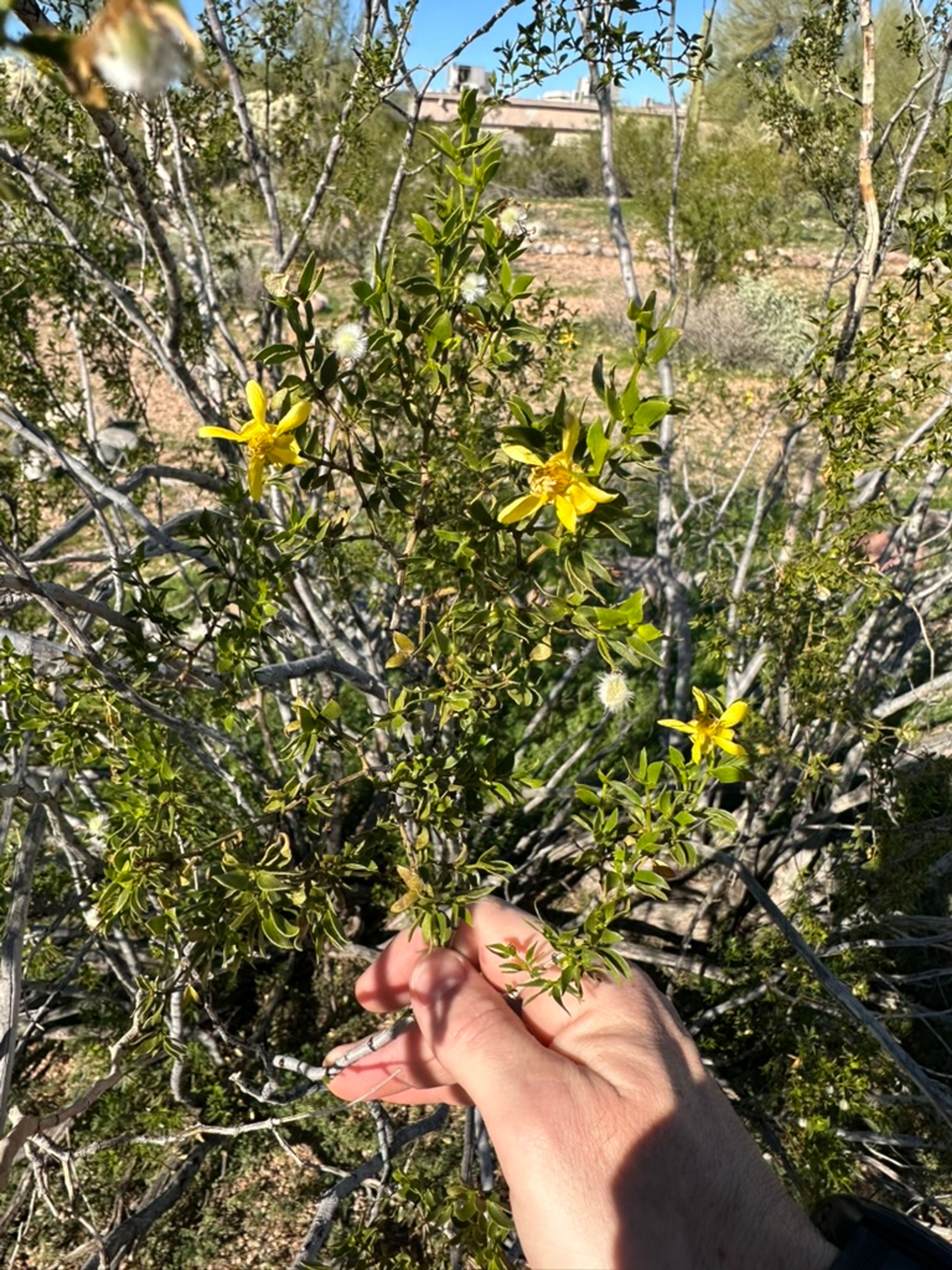 Creosote Bush photo 4