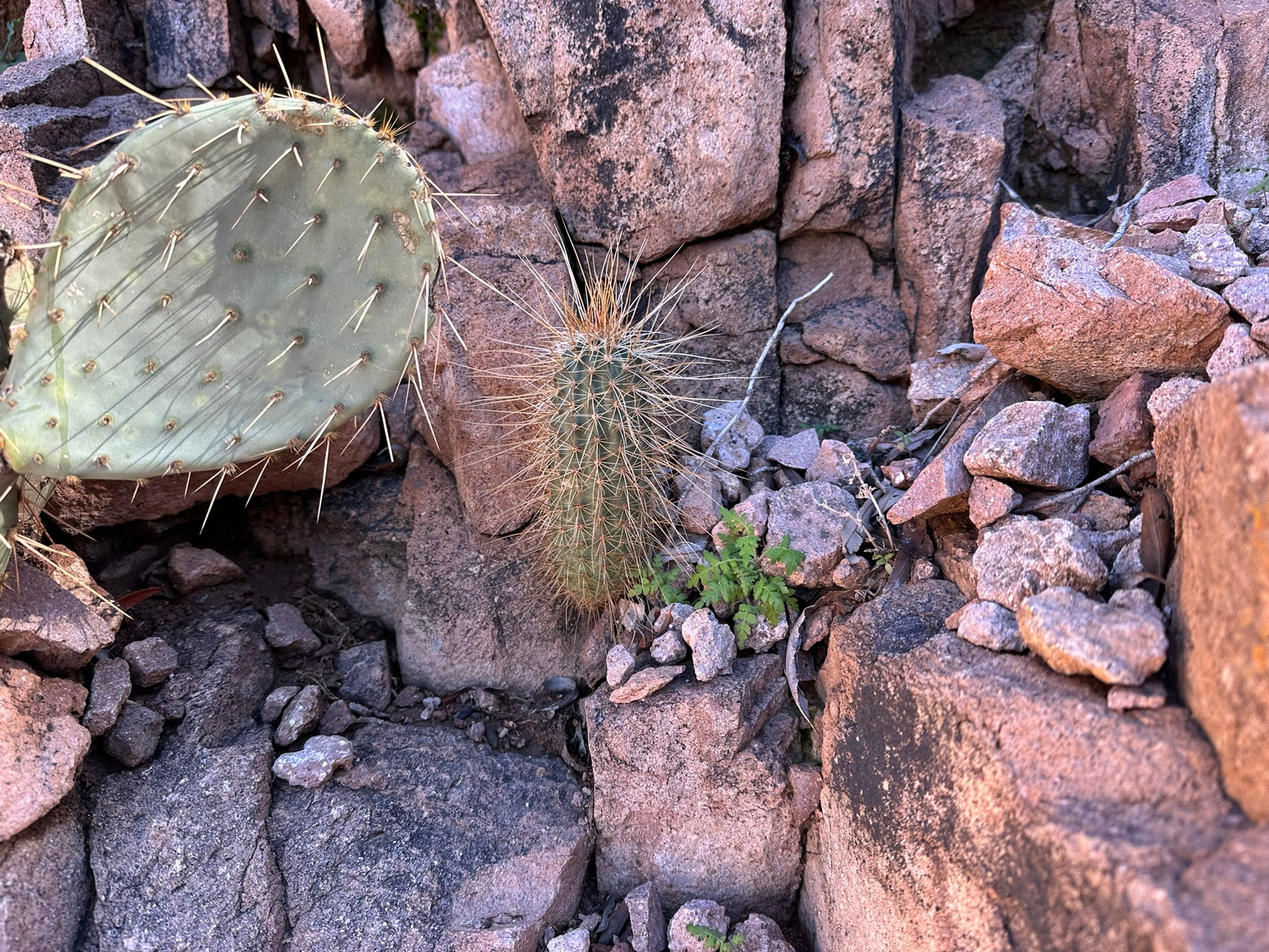 Hedgehog Cactus photo 10