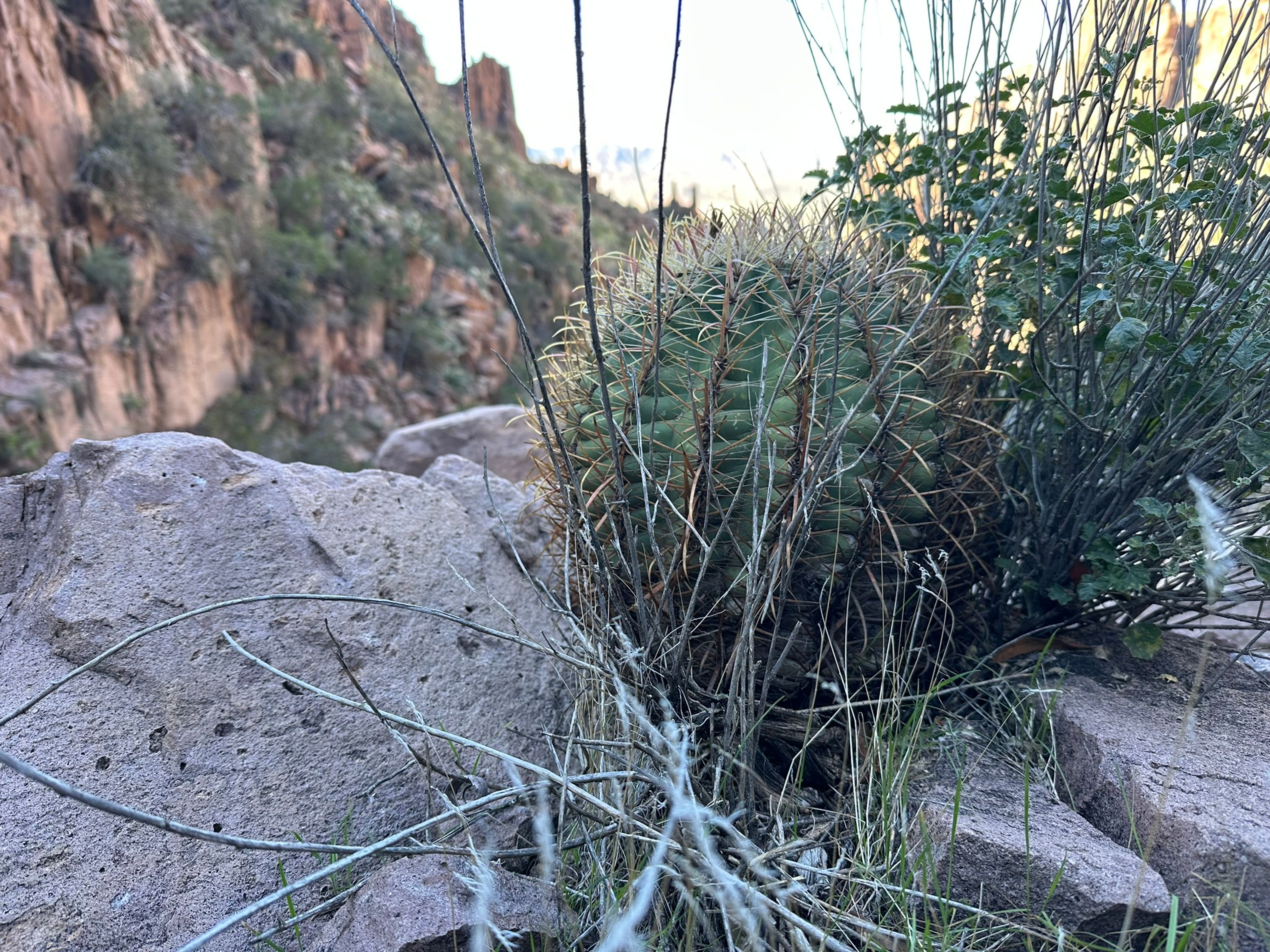Barrel Cactus photo 13