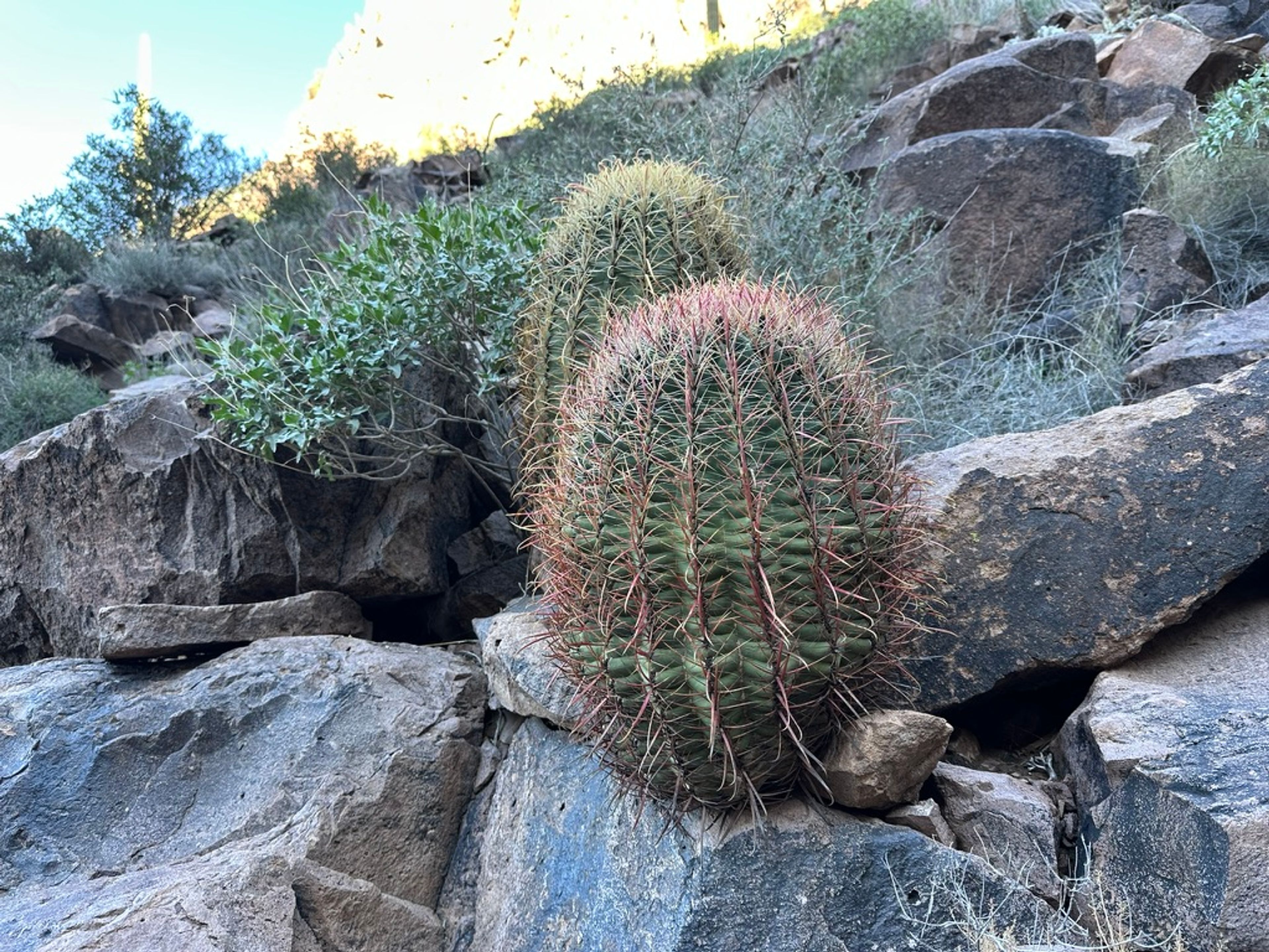Barrel Cactus photo 16