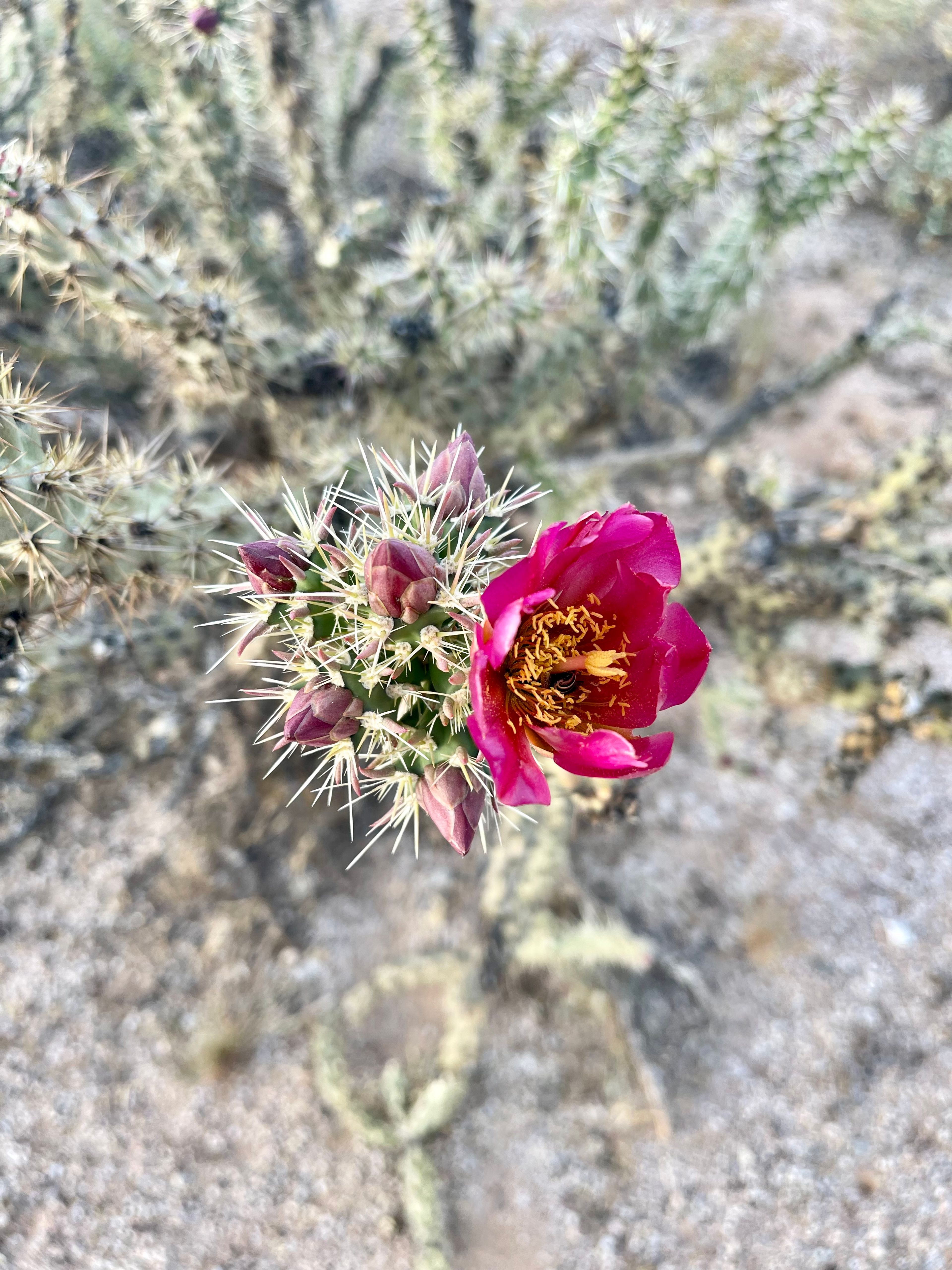 Cholla photo 12