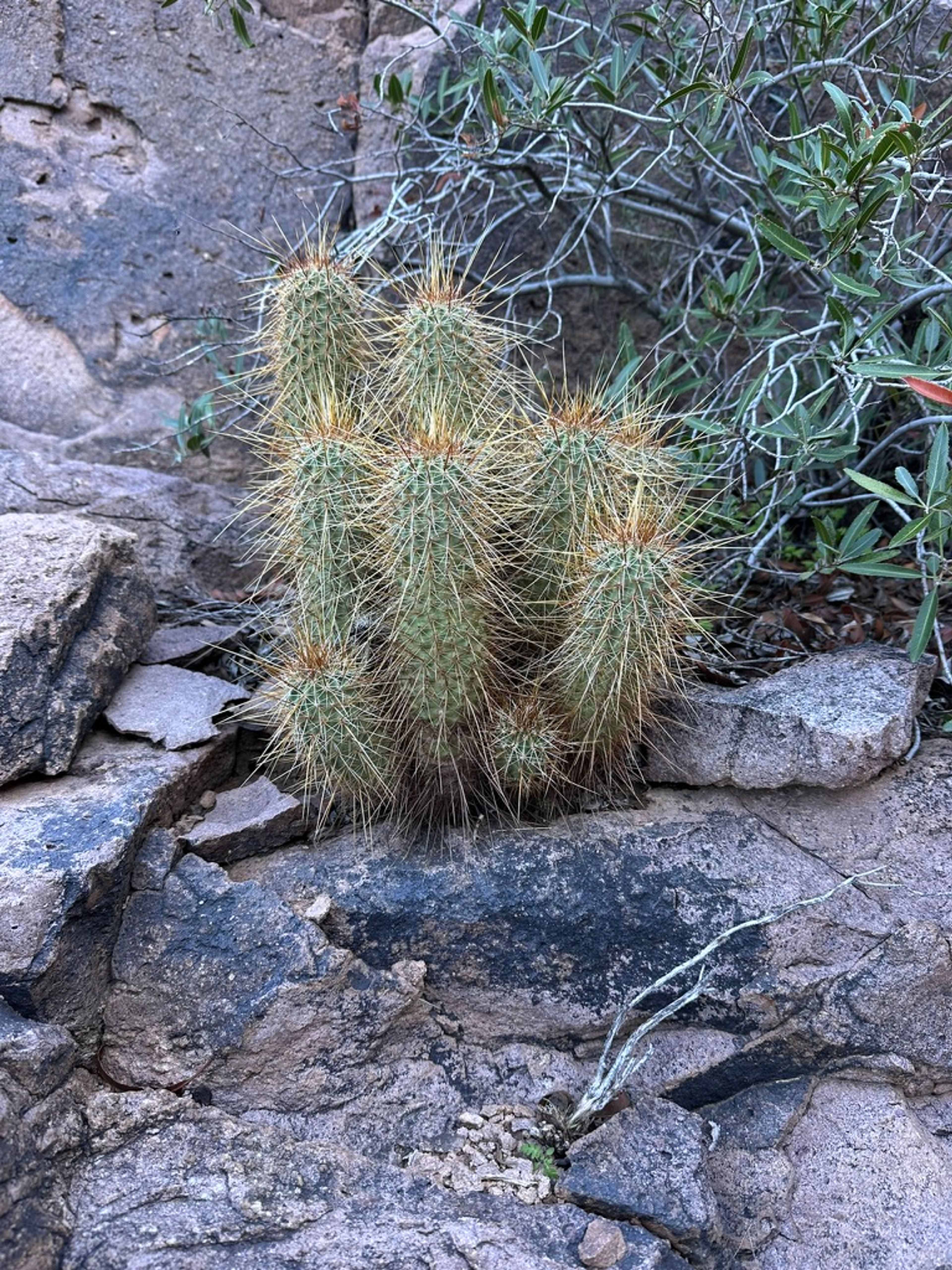 Hedgehog Cactus photo 14