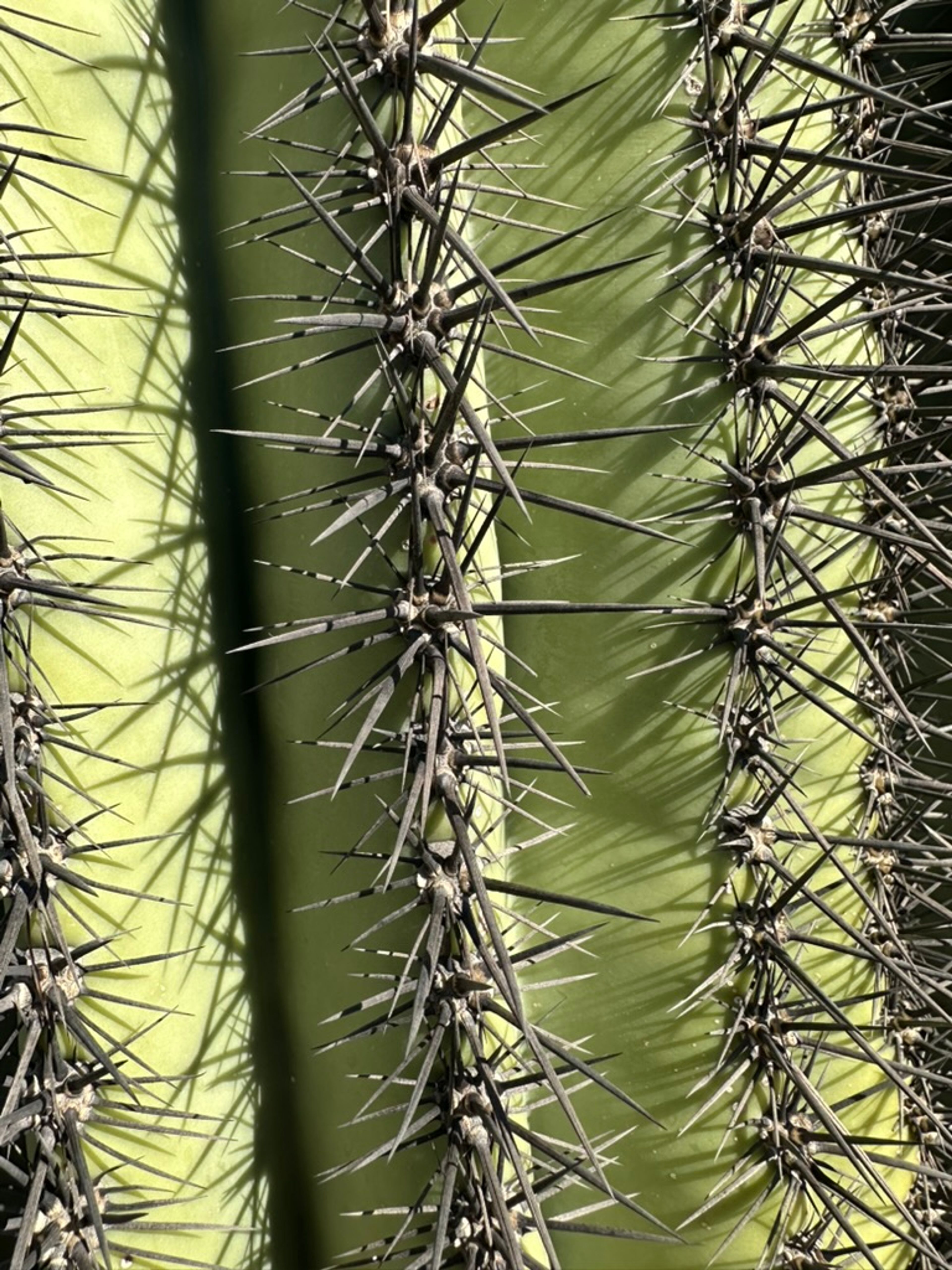 Saguaro photo 10