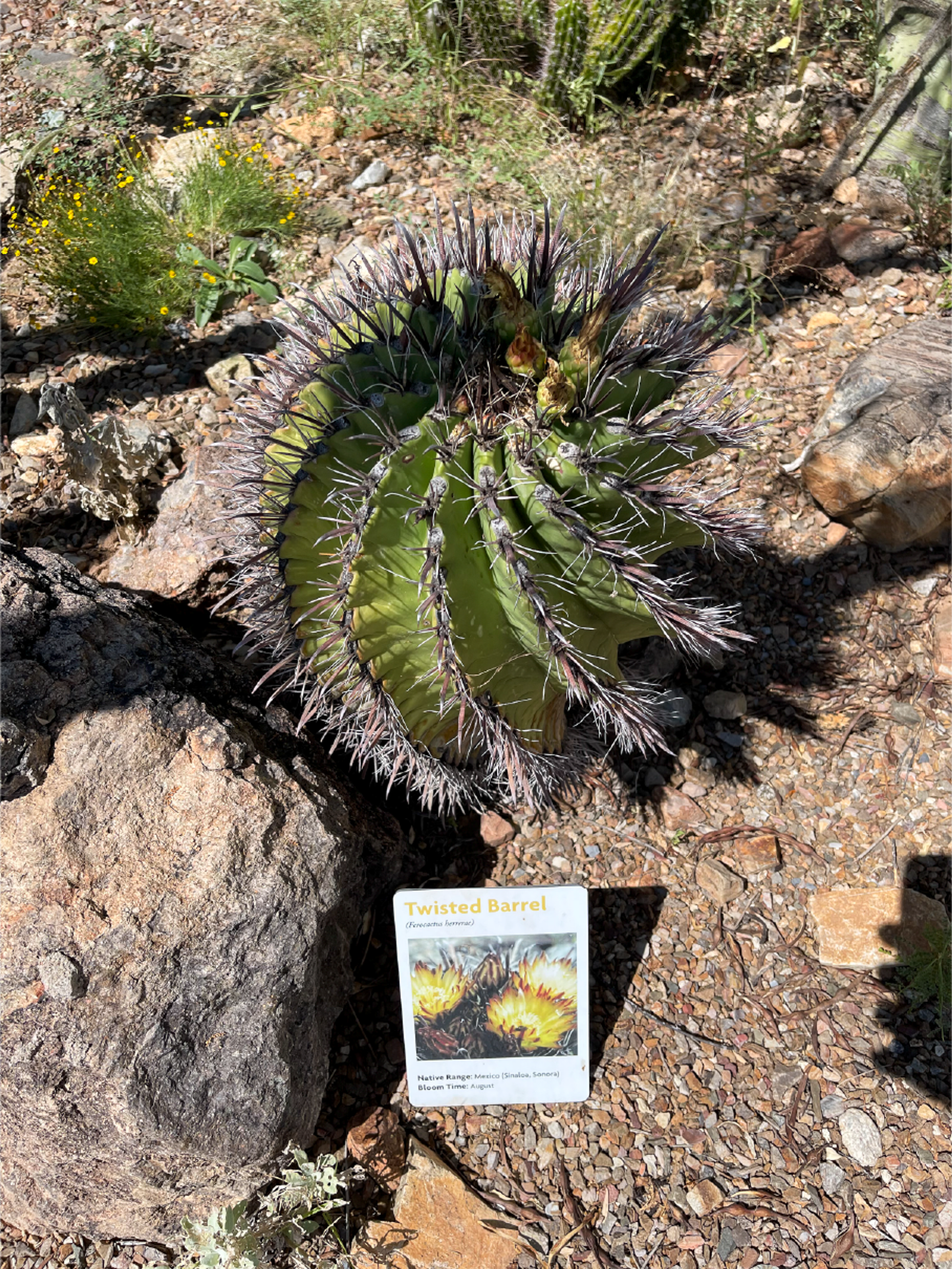 Young barrel cactus with slightly twisted rib pattern.