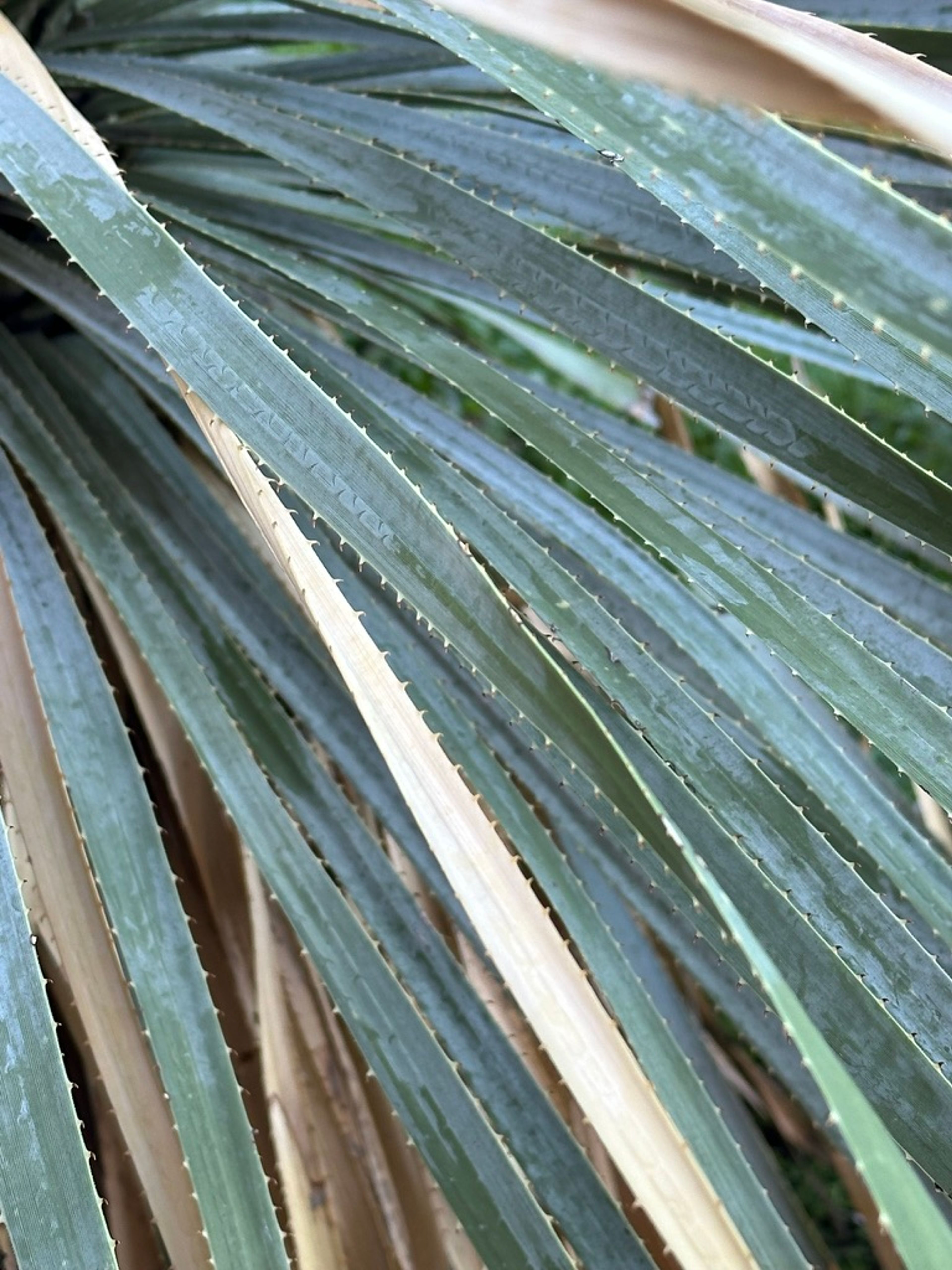 Yucca photo 13
