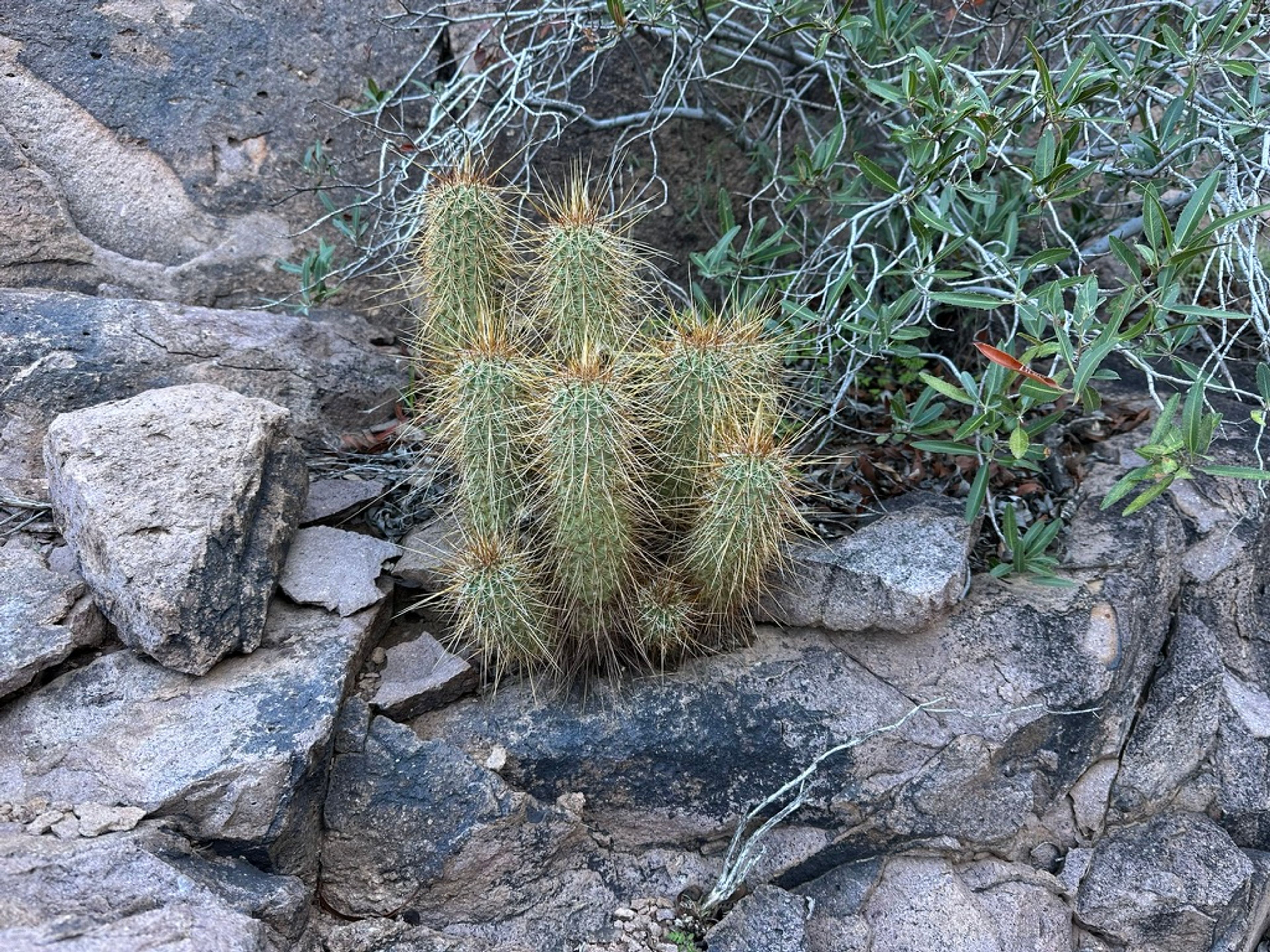 Hedgehog Cactus photo 15
