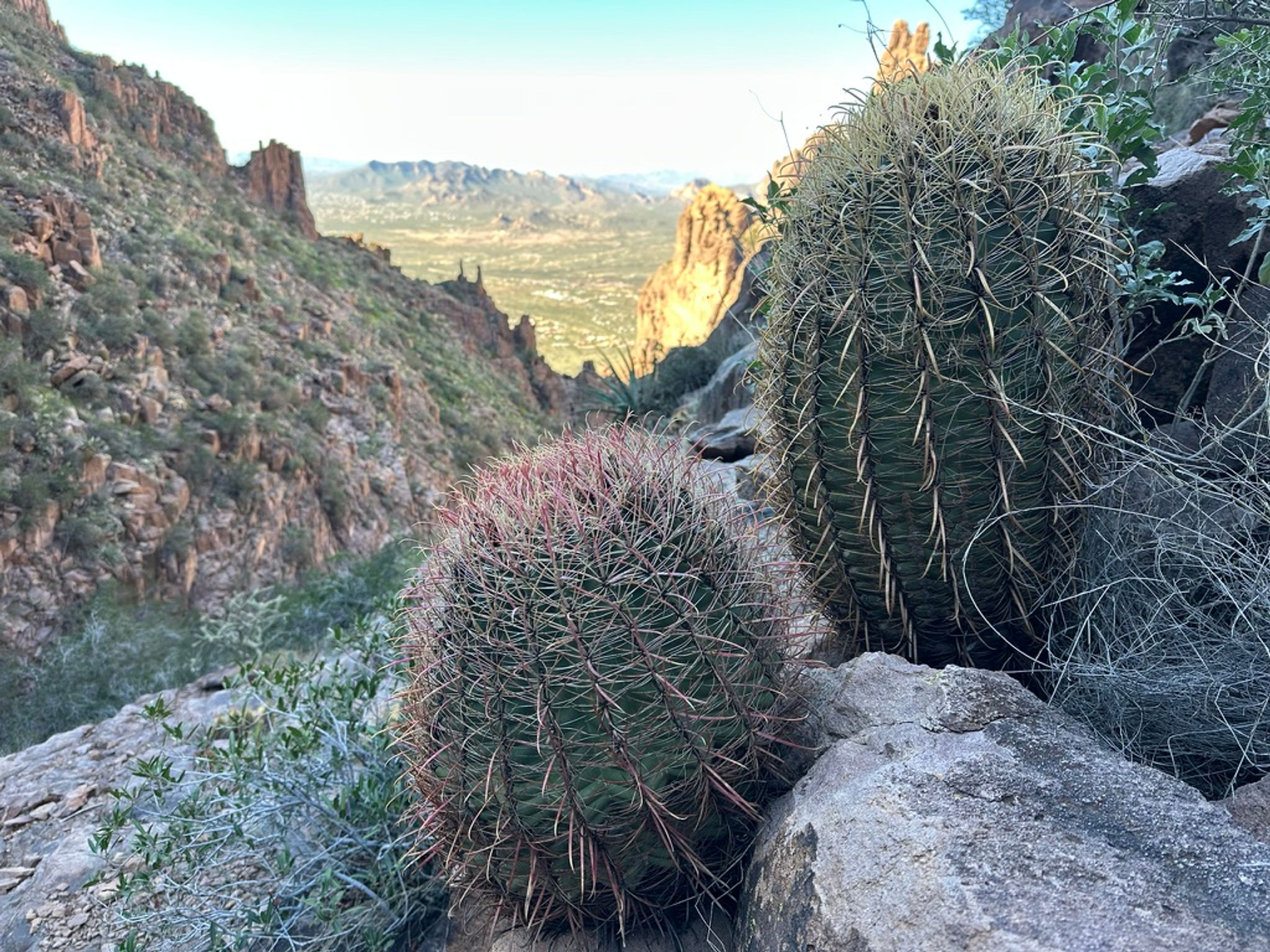 Barrel Cactus photo 17