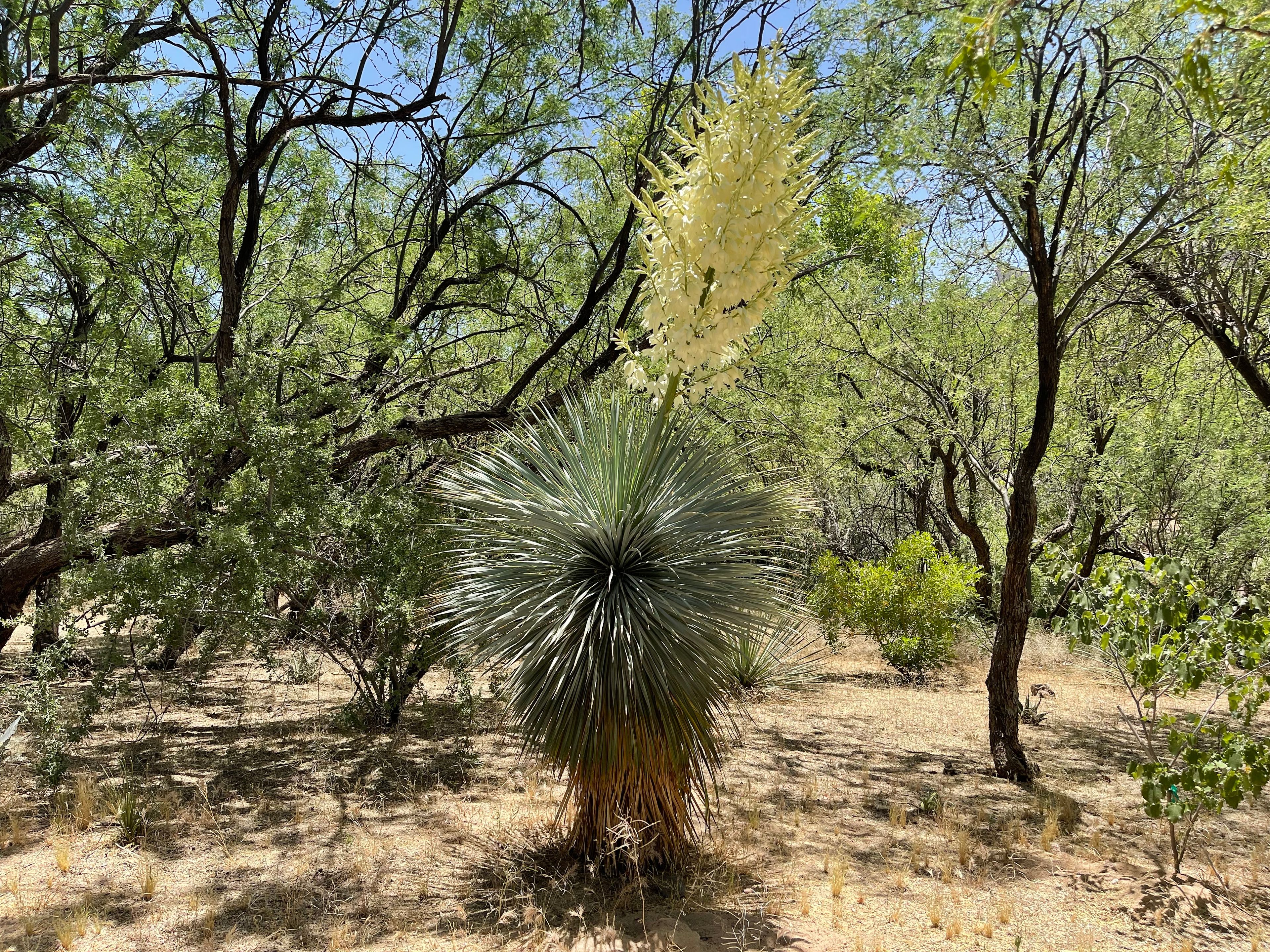 Yucca