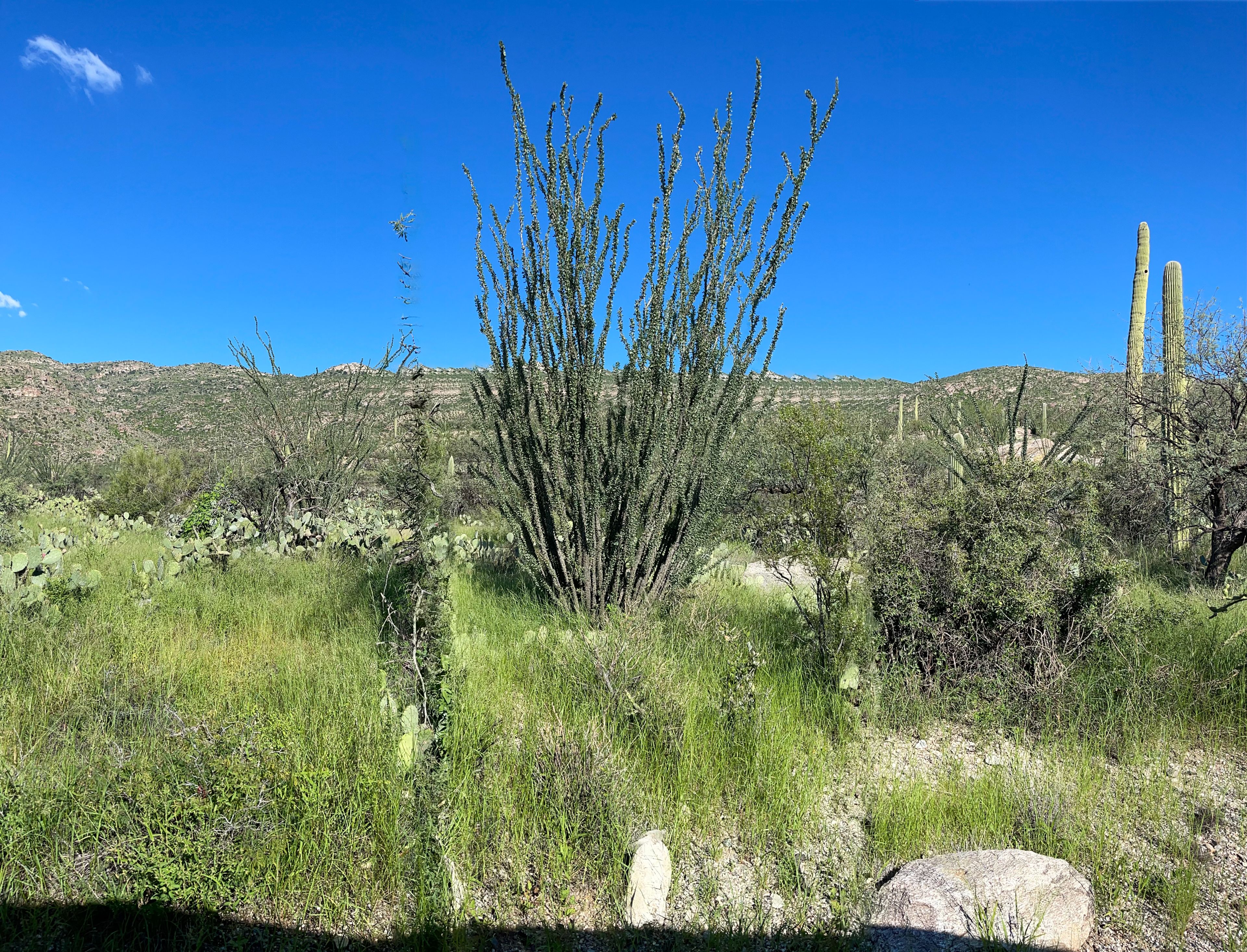 Multiple wild ocotillo plants in desert landscape